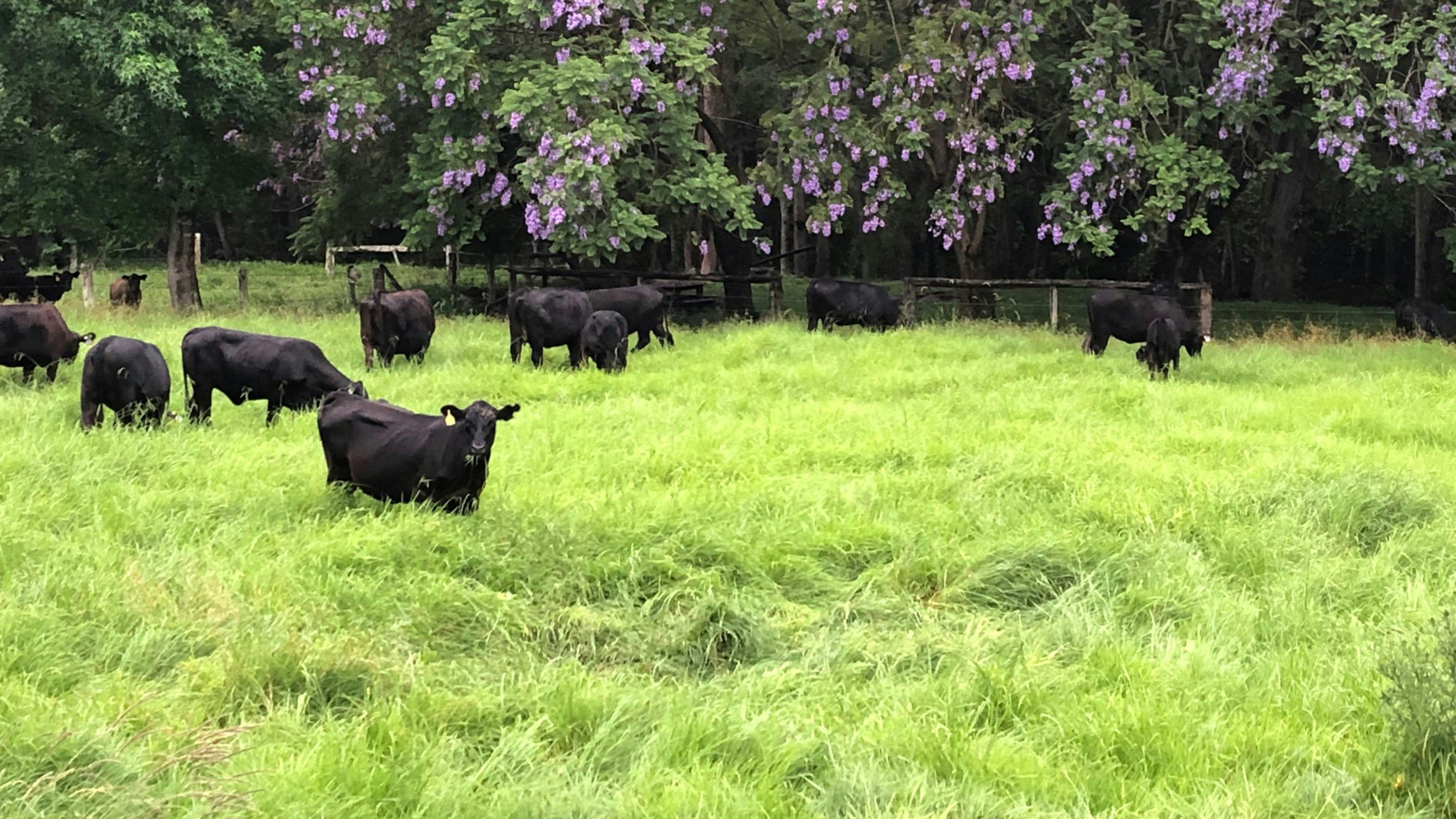 Roseberry Creek Beef Cattle Farm
