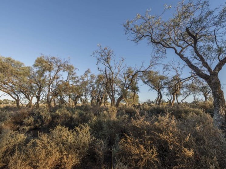 A view of saltbush and trees at Rosewood picnic area in Mungo National Park. Photo: John Spencer