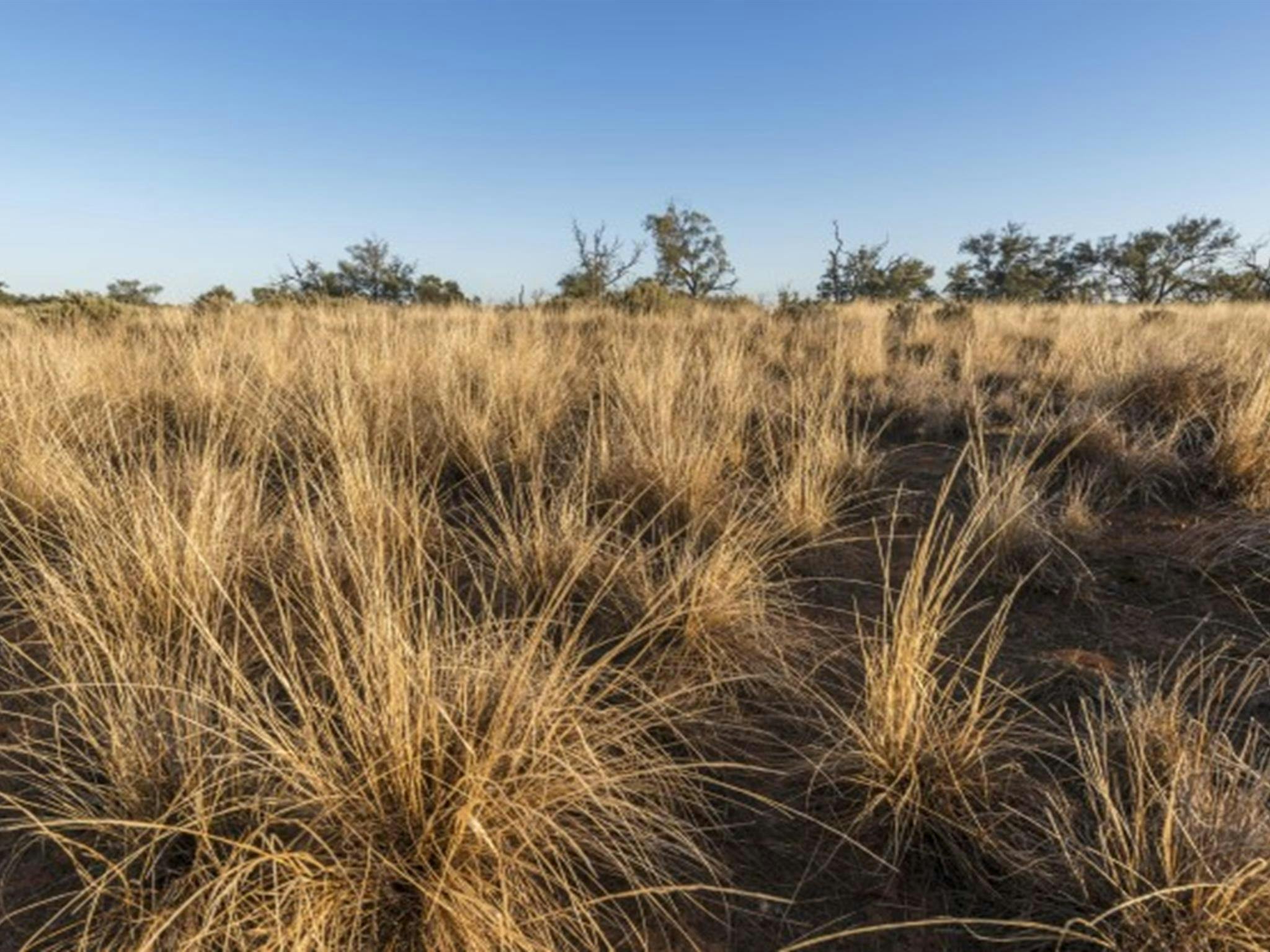 Die Landschaft, gesehen vom Picknickplatz Rosewood im Mungo-Nationalpark. Foto: John Spencer ©