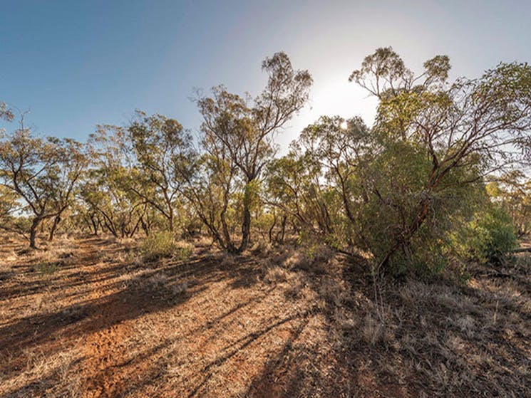 Patchwork of trees against the low sun throw dramatic shadows in Mungo National Park. Image credit: