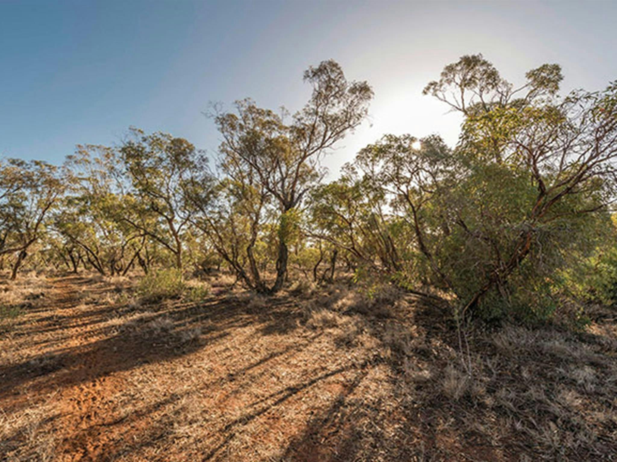 Patchwork of trees against the low sun throw dramatic shadows in Mungo National Park. Image credit:
