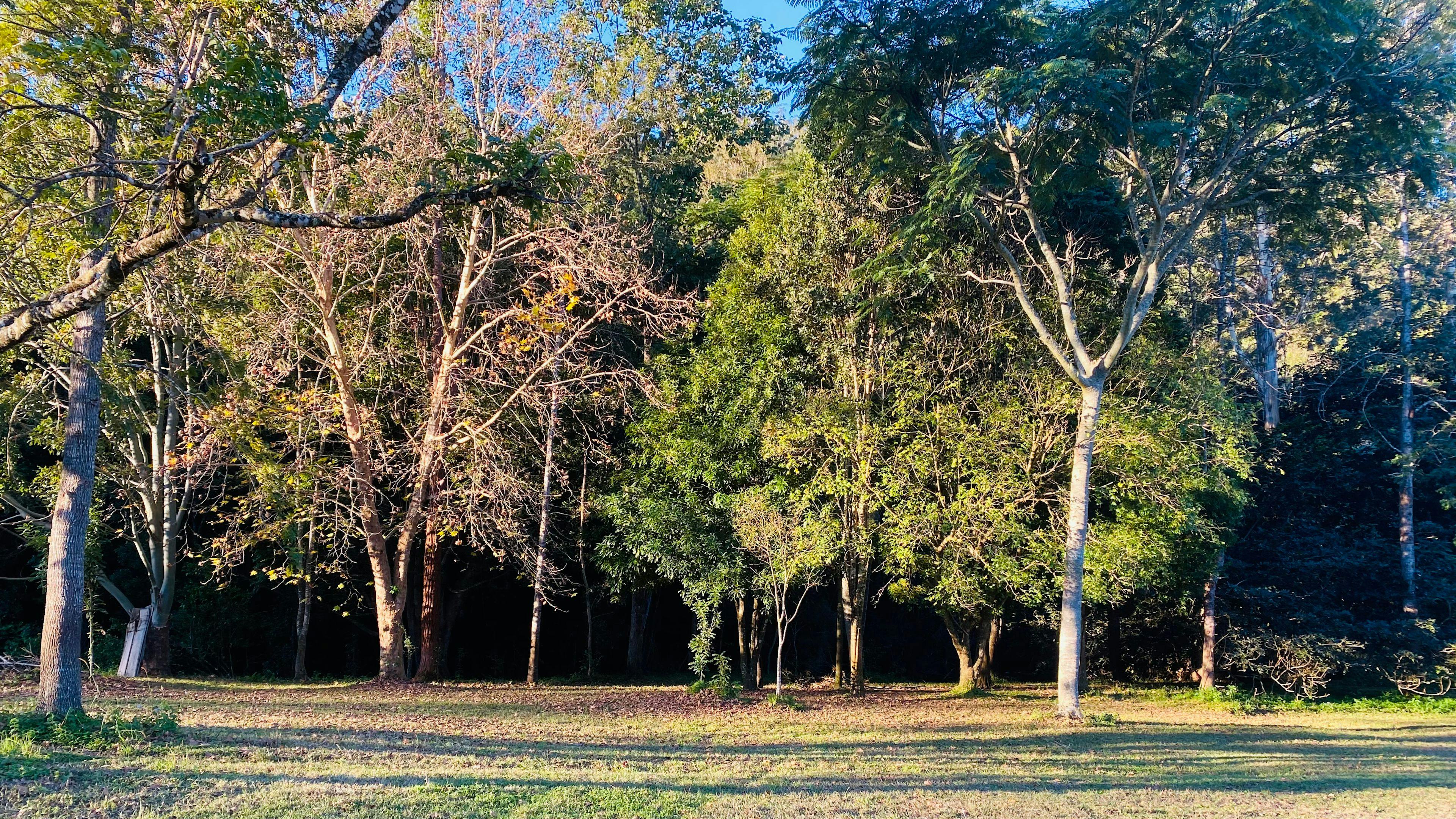 Rowlands Creek Camp Area