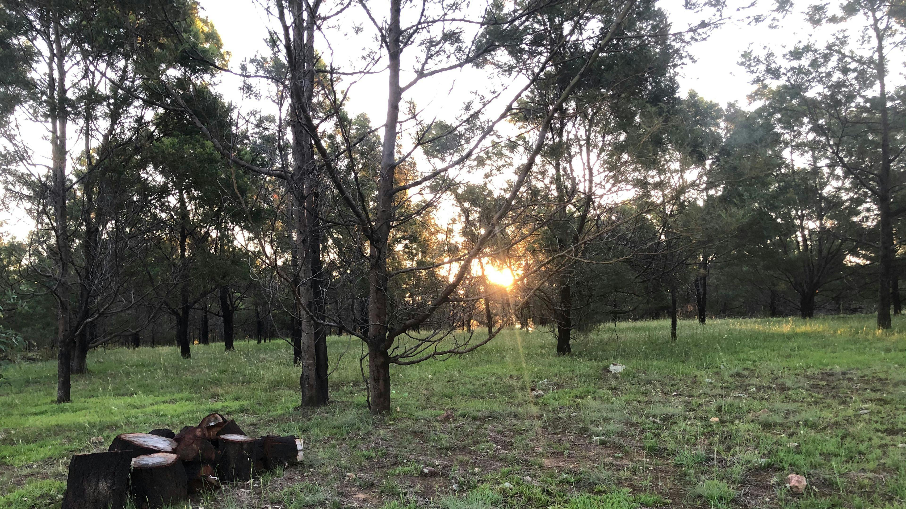 Wombat Flat campsite has plenty of shade.  Wood is provided to all campsites.