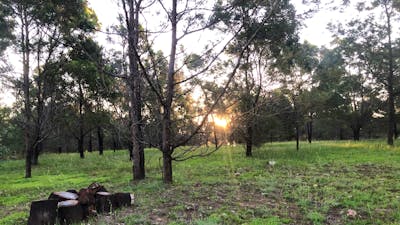 Wombat Flat campsite has plenty of shade. Wood is provided to all campsites.