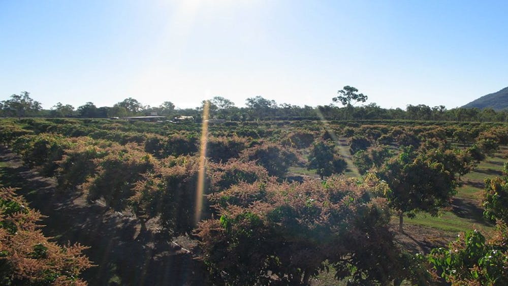 Rainbow Gardens