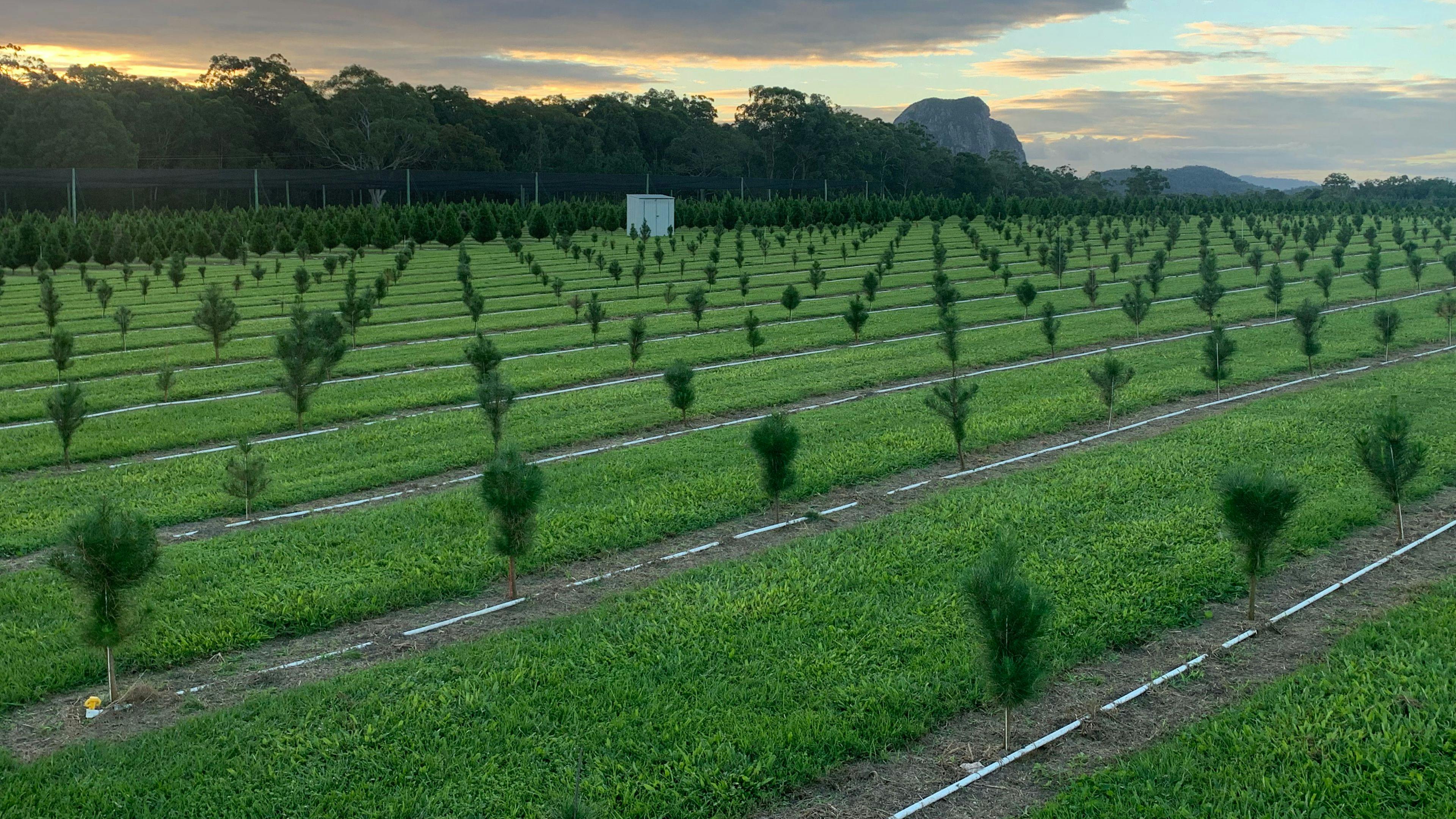 Mountain Country Farm Stay