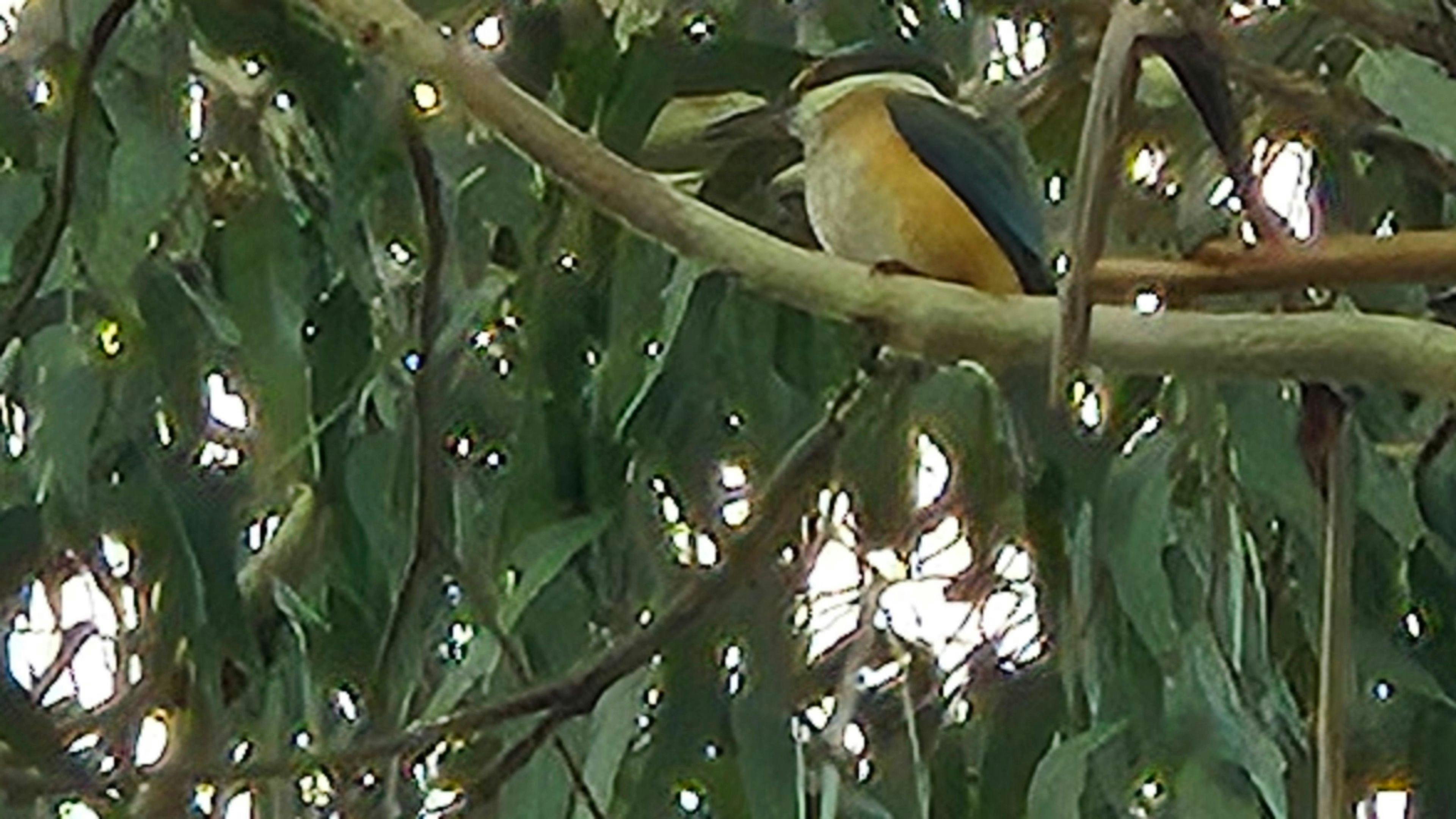 '샐리엣'(뉴팜)두마레스크 밸리