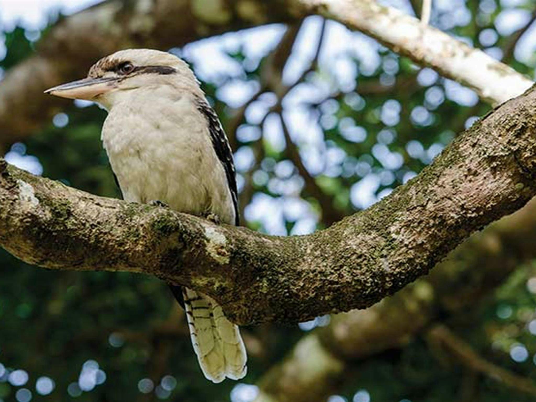 Kookaburra perched on a tree in Saltwater National Park. Photo: John Spencer/OEH