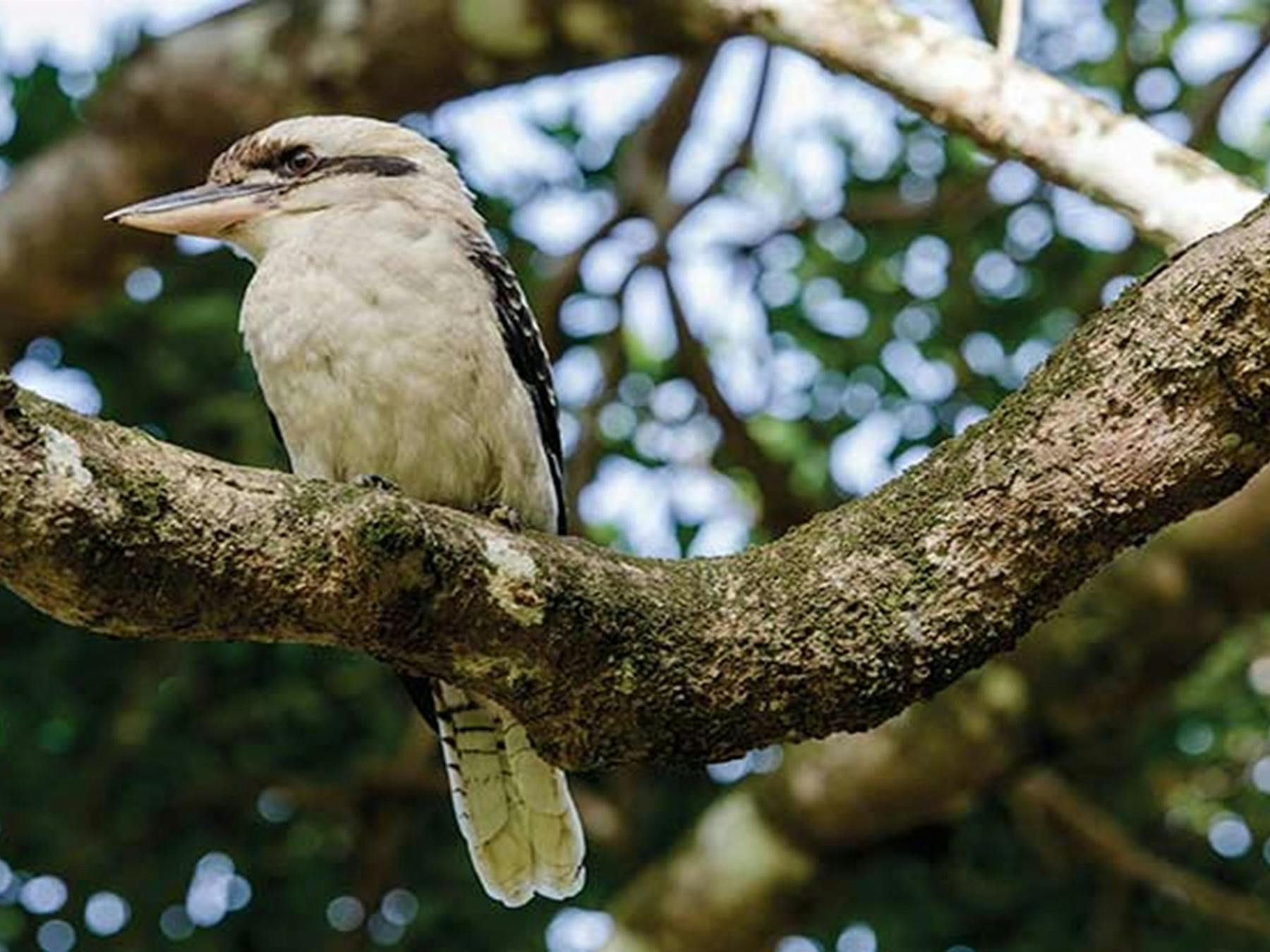 Kookaburra perched on a tree in Saltwater National Park. Photo: John Spencer/OEH