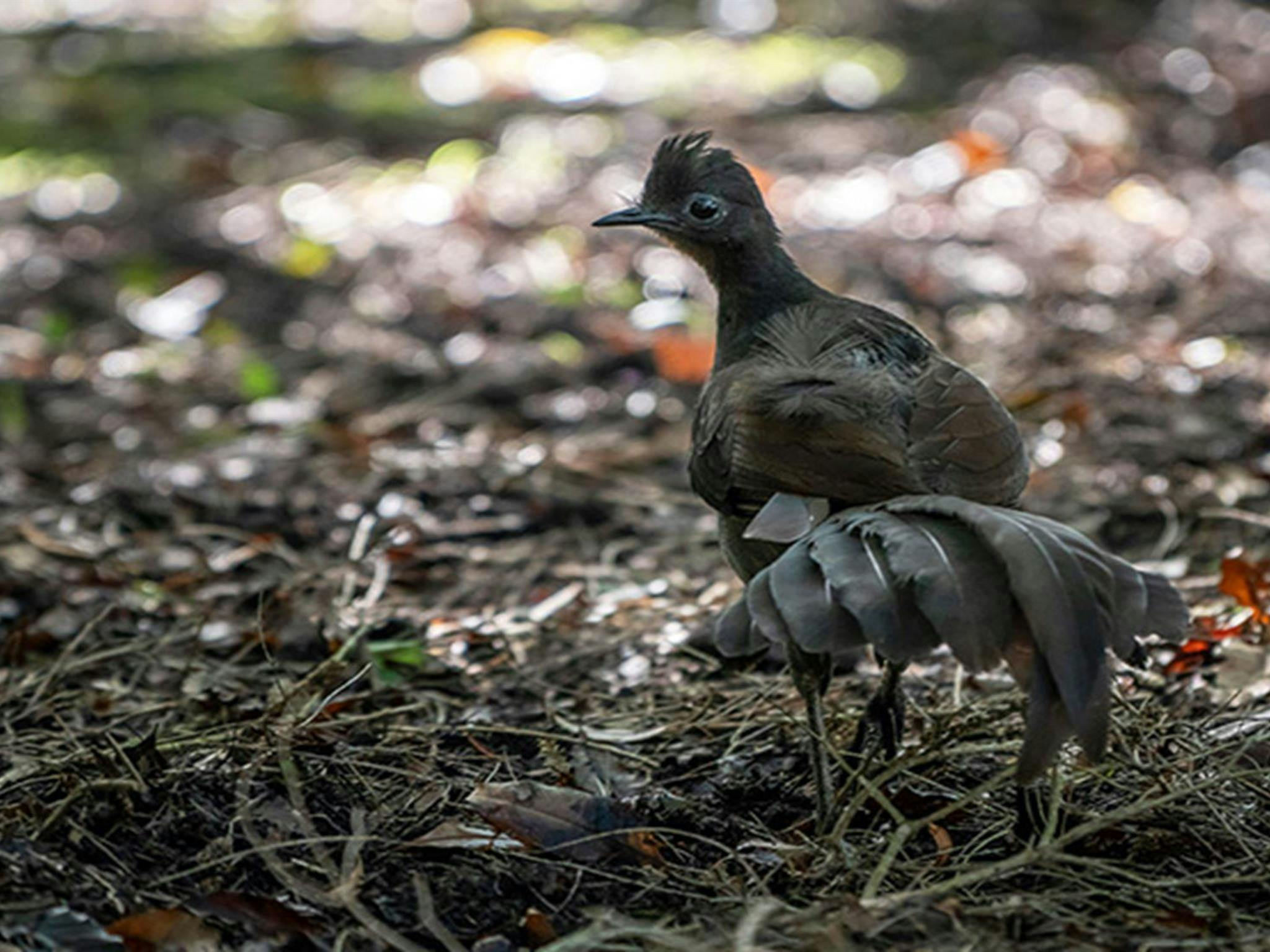 Superb lyrebird at Saltwater Creek campground, Beowa National Park. Photo: John Spencer/OEH