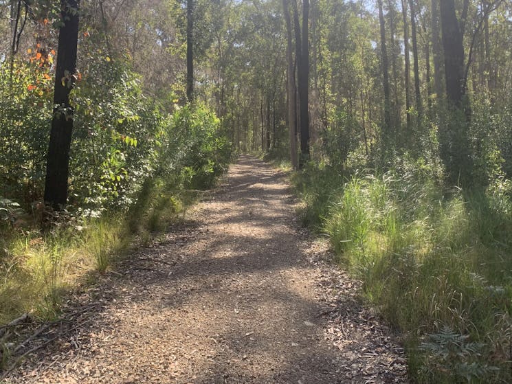 The road up the hill winding through eucalypt forest. 