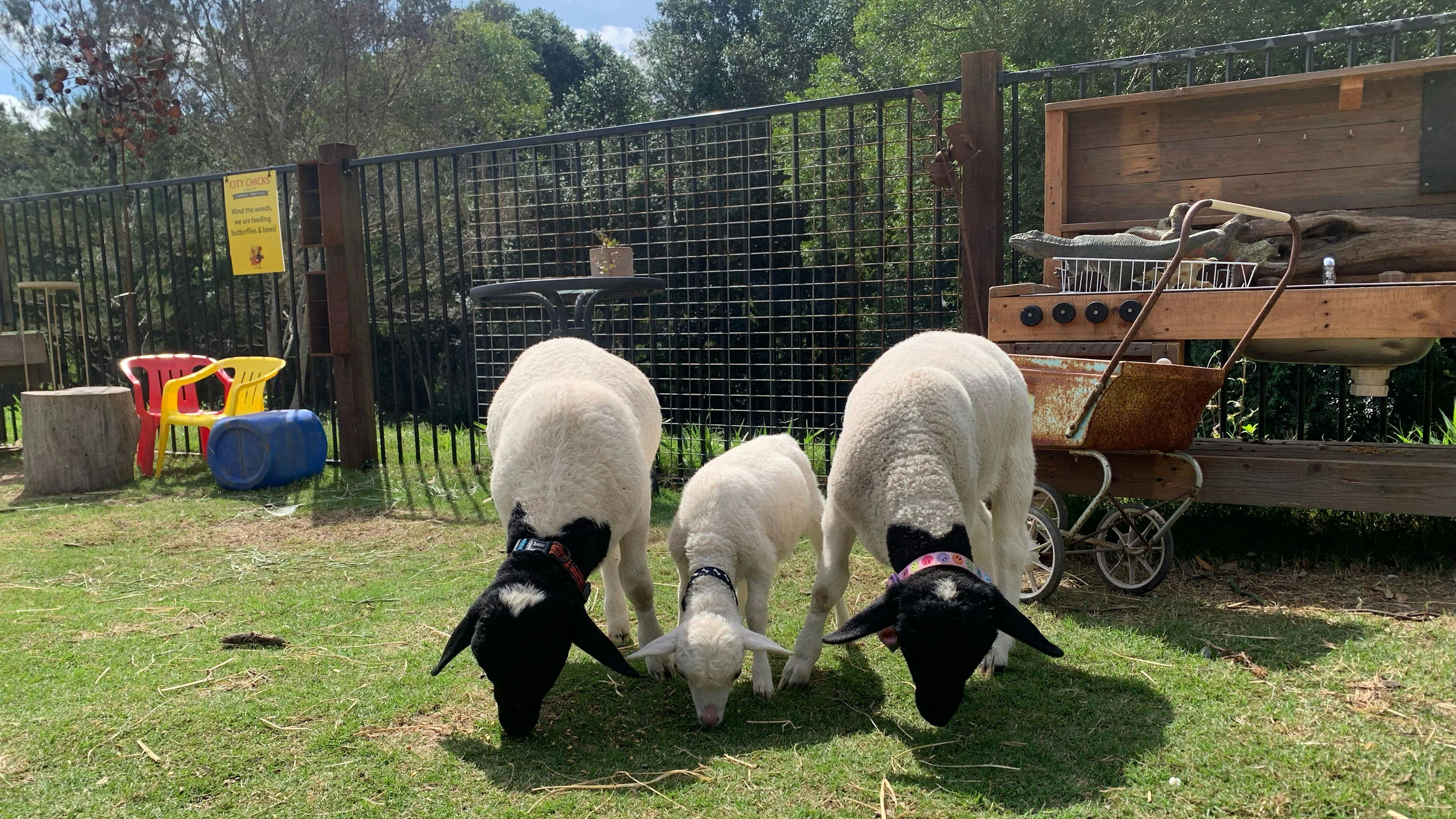 Samford Mini Farm & Creek Camping