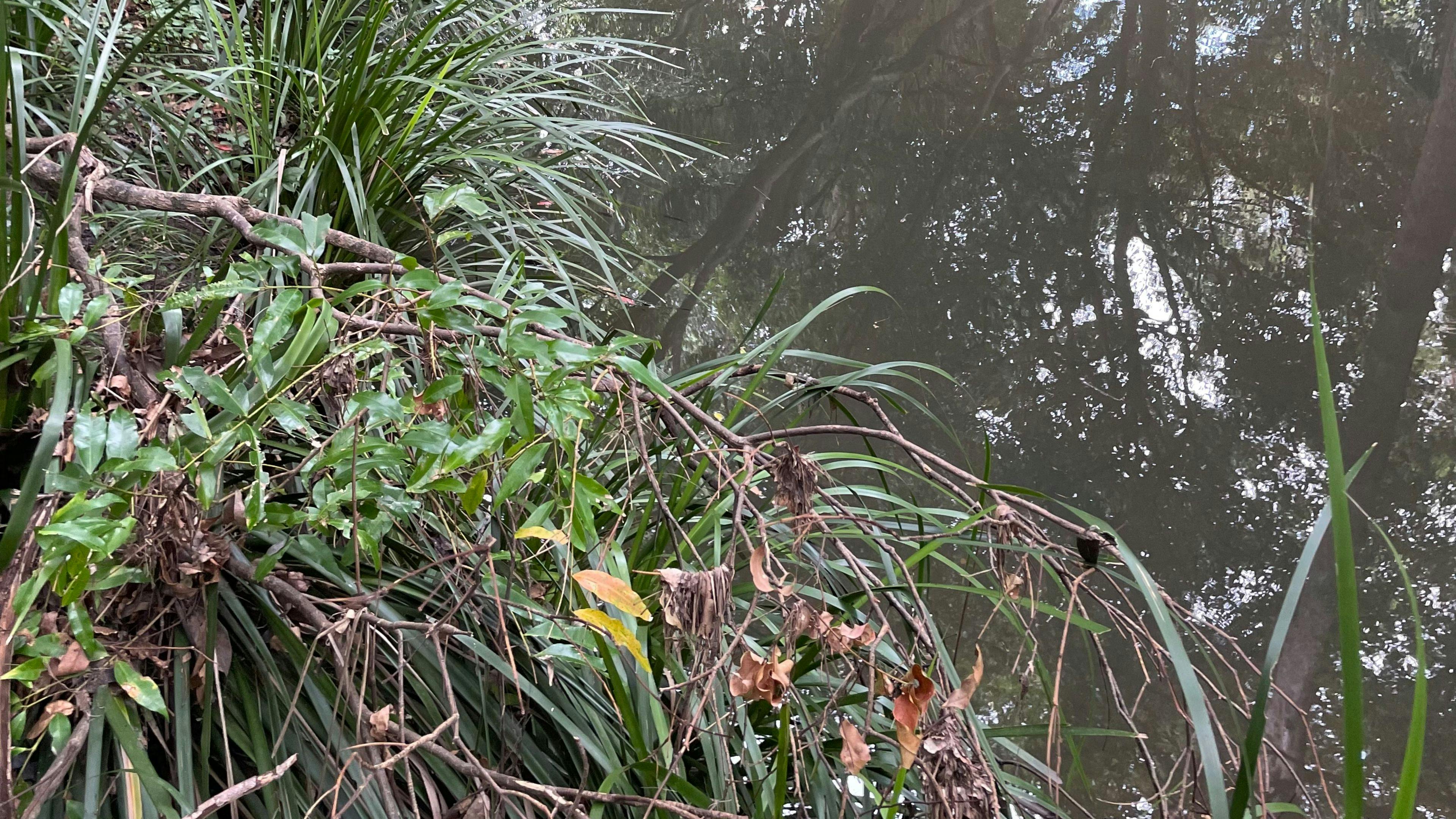 Samford Mini Farm & Creek Camping