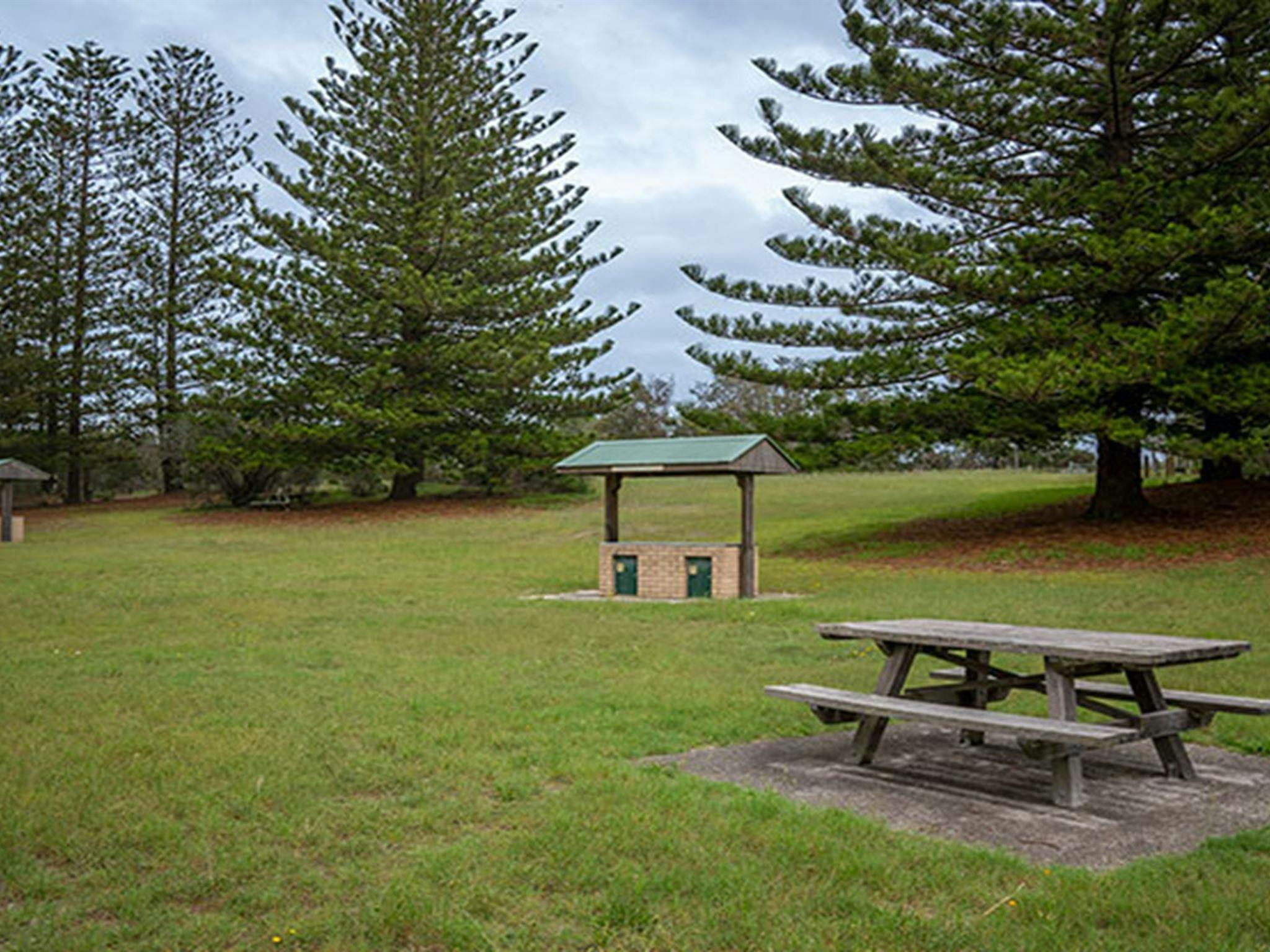 A picnic table and barbecues on a grassy flat surrounded by tall Norfolk pines. Photo credit: John