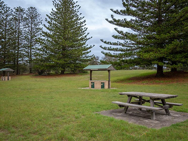 A picnic table and barbecues on a grassy flat surrounded by tall Norfolk pines. Photo credit: John