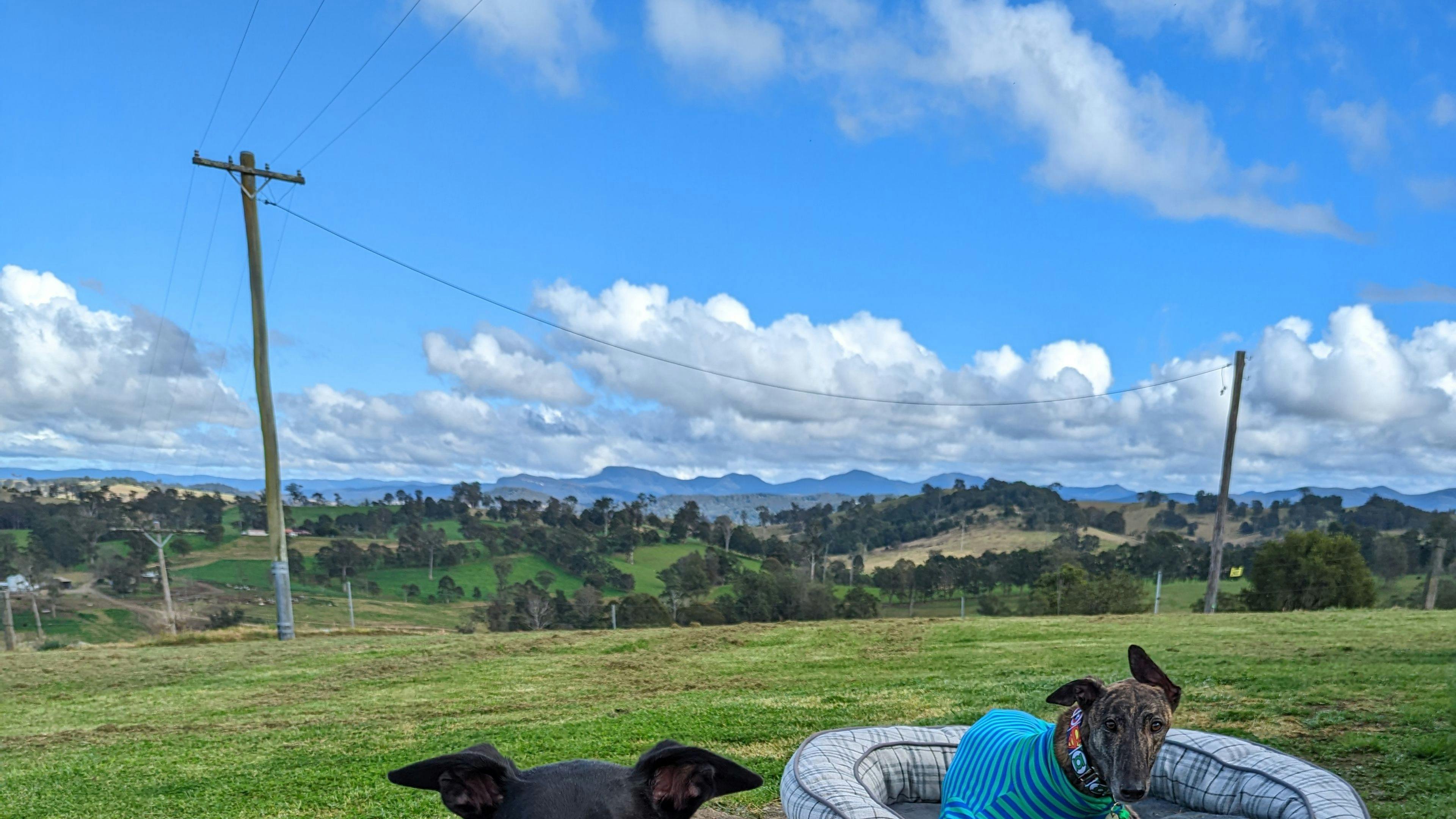 Sapphire Coast Dairy-Homestead
