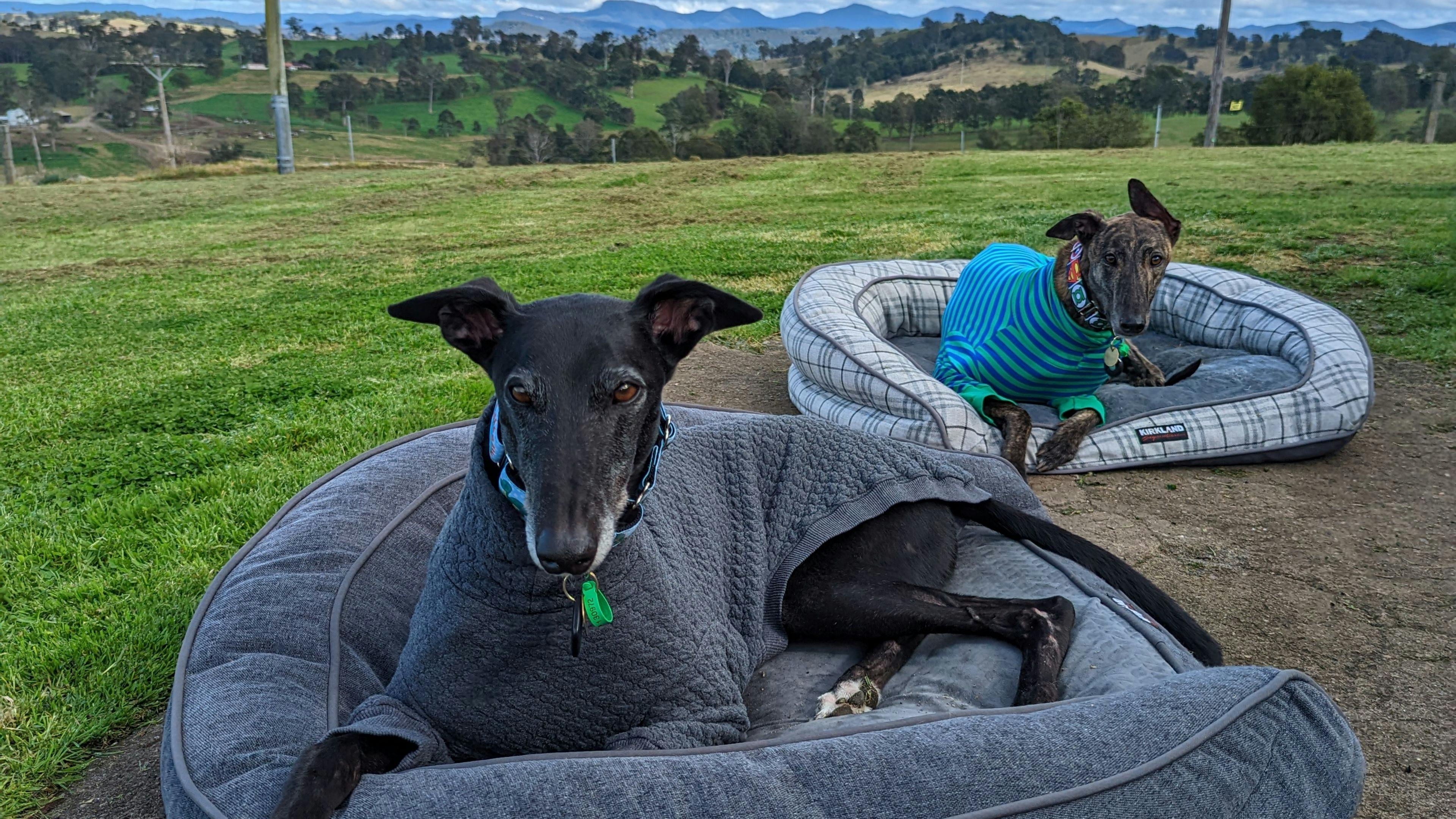 Sapphire Coast Dairy-Homestead