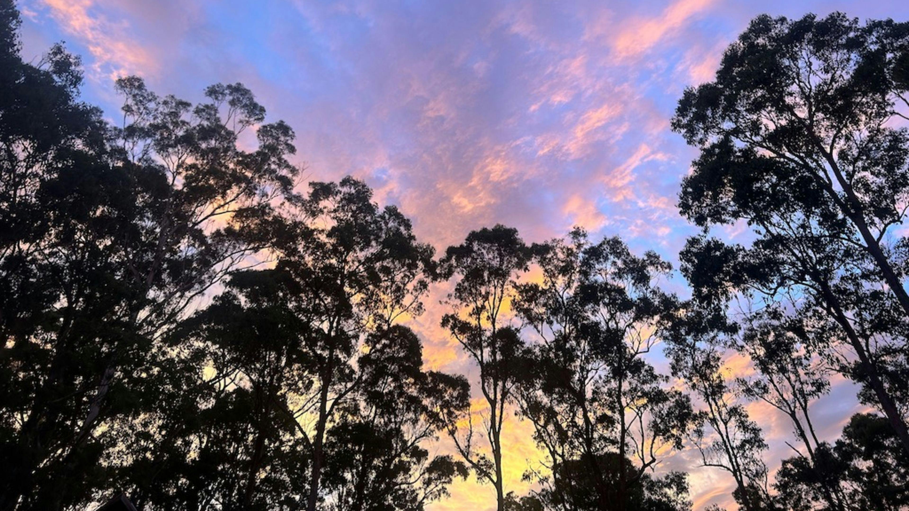 사파이어 코스트 포레스트 리트리트