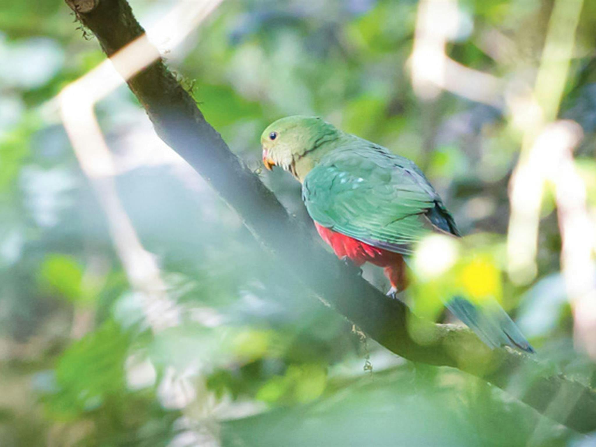 Satinbird stroll, Dorrigo National Park. Photo: Rob Cleary © OEH