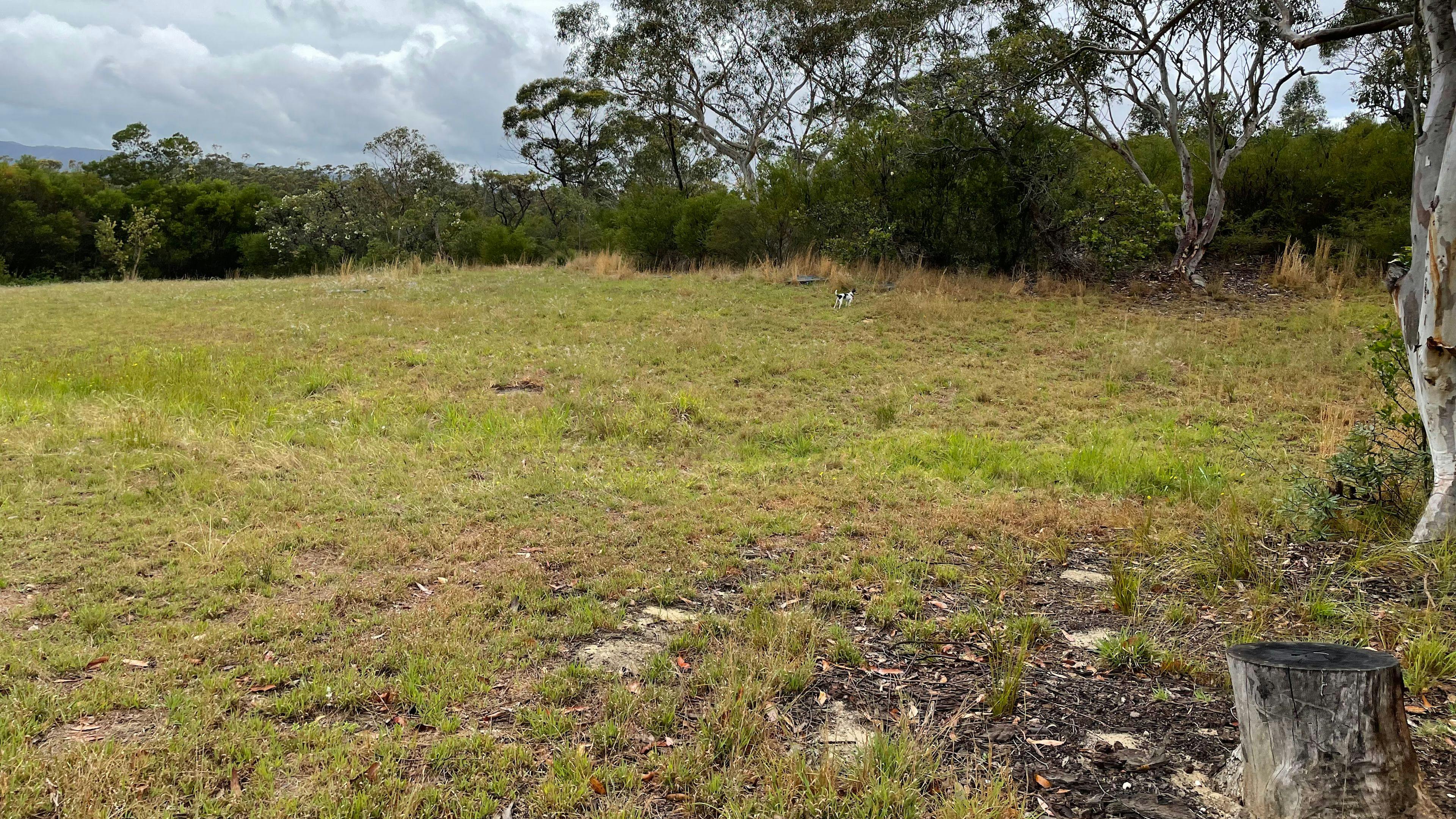 Scribbly Gum in Kulnura