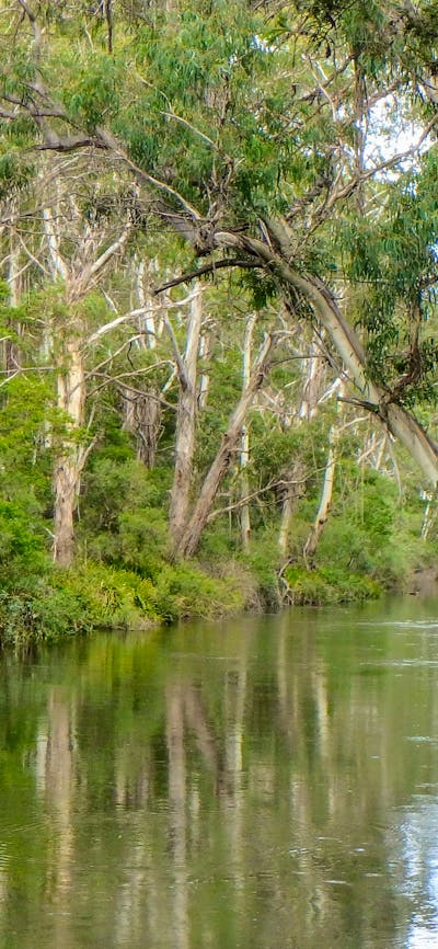 Scribbly Gum secluded bush camping