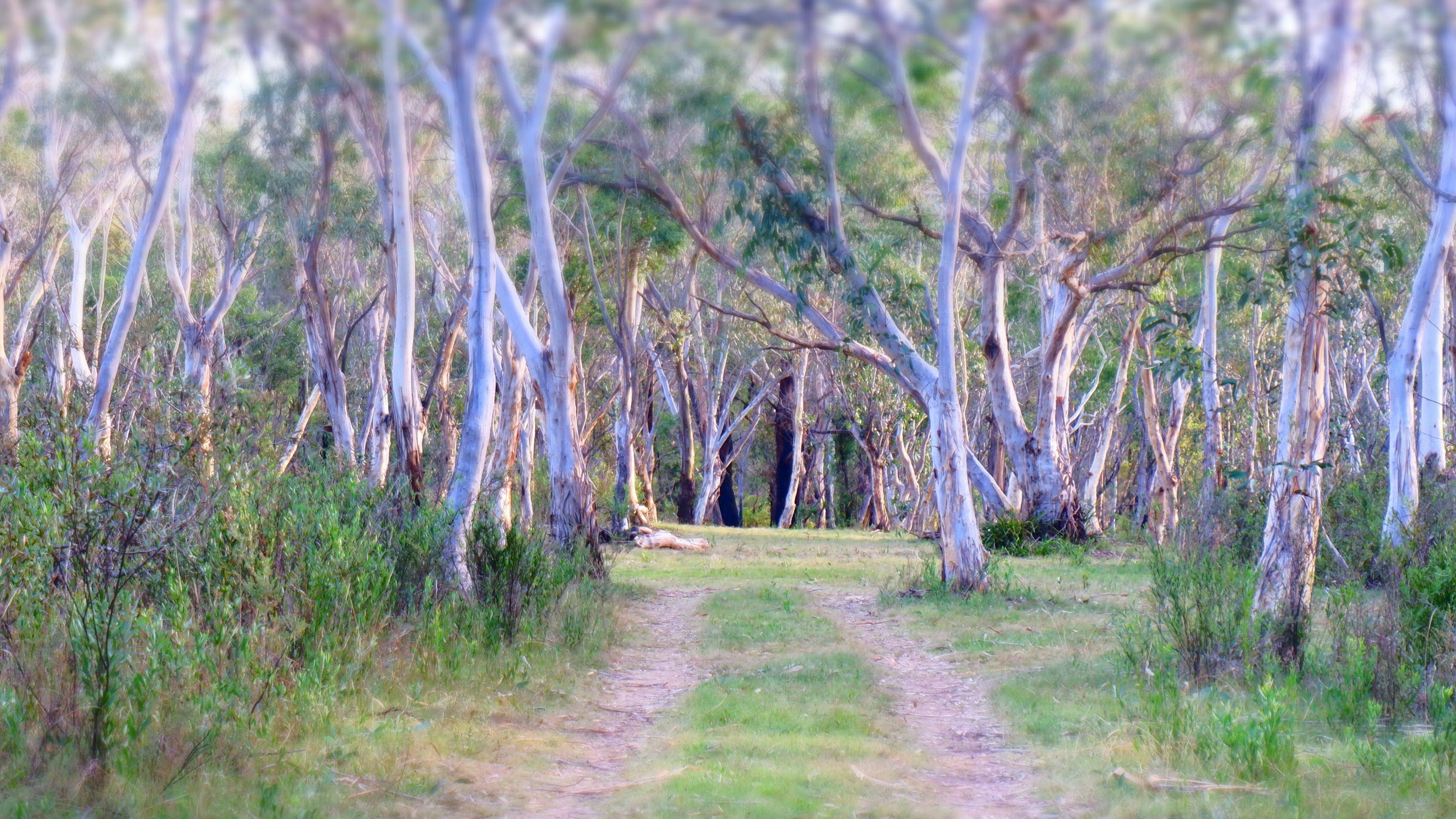Scribbly Gum secluded bush camping