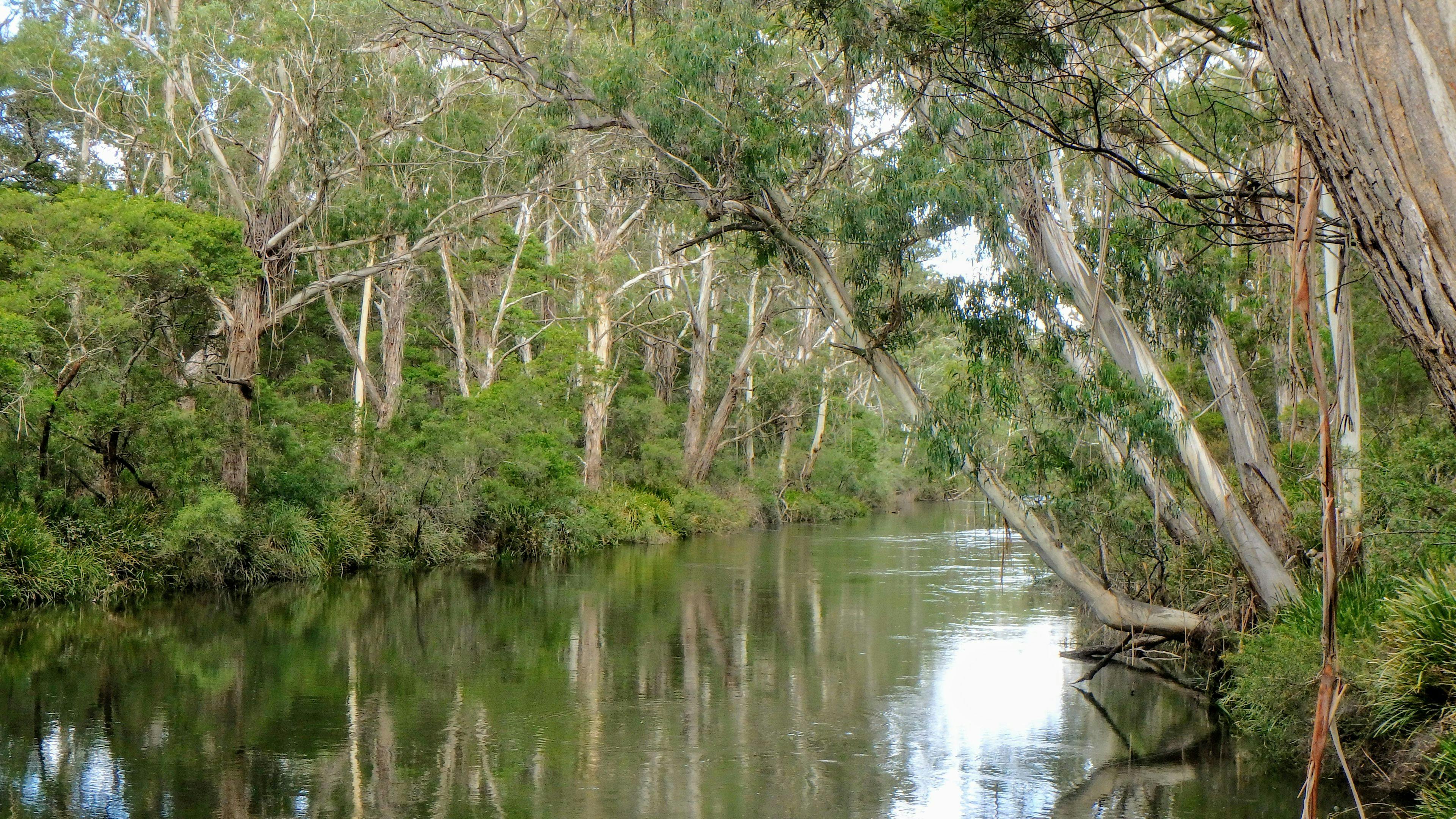 Scribbly Gum secluded bush camping
