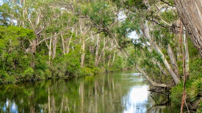 Scribbly Gum secluded bush camping
