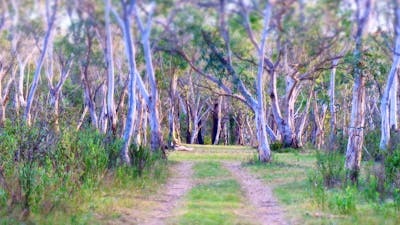 Scribbly Gum secluded bush camping