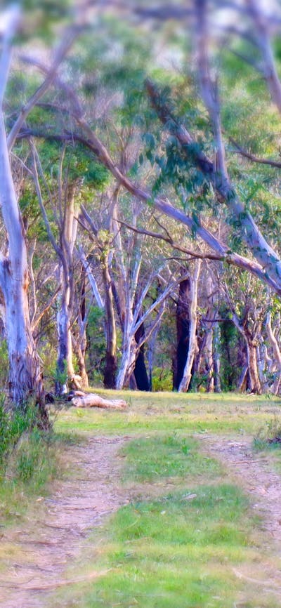Scribbly Gum secluded bush camping