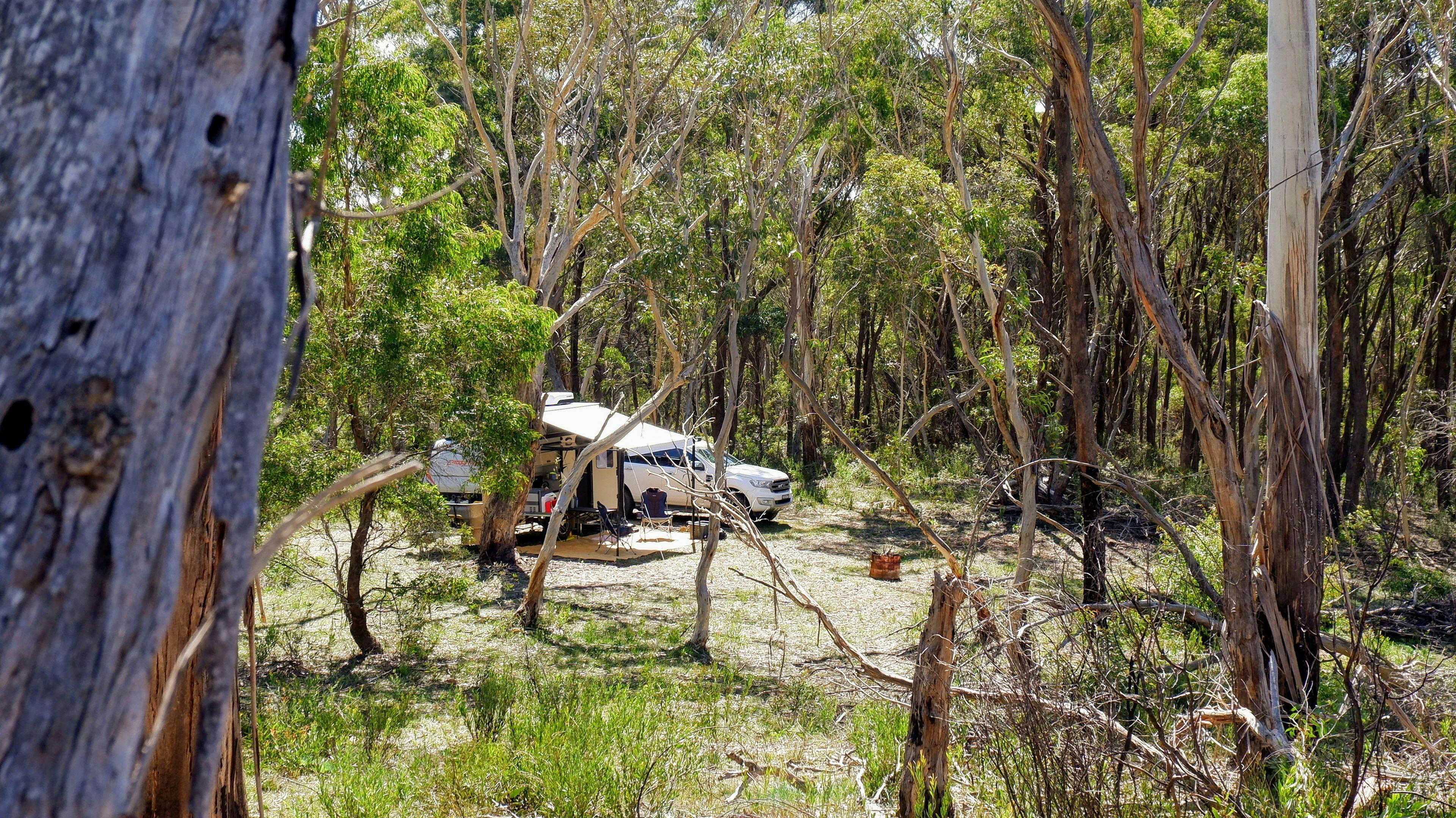 Scribbly Gum secluded bush camping