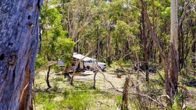 Scribbly Gum secluded bush camping