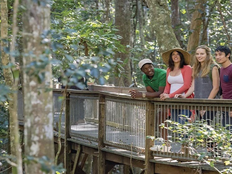 Visitors looking out from Sea Acres Rainforest boardwalk. Photo: John Spencer &copy; OEH