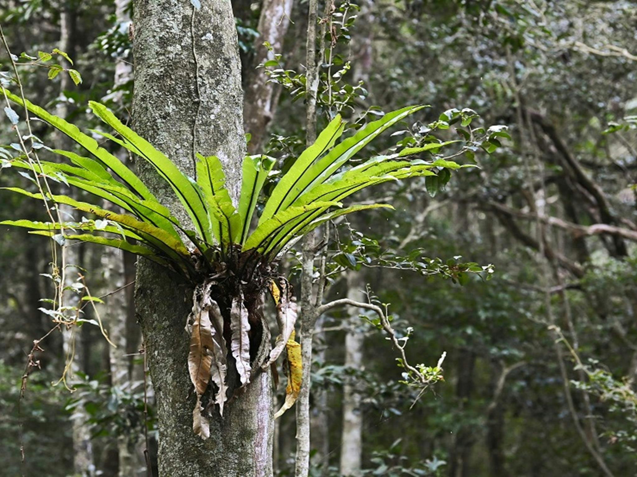 A bright-green bird's nest fern grows out of a large tree trunk, Sea Acres National Park. Credit: