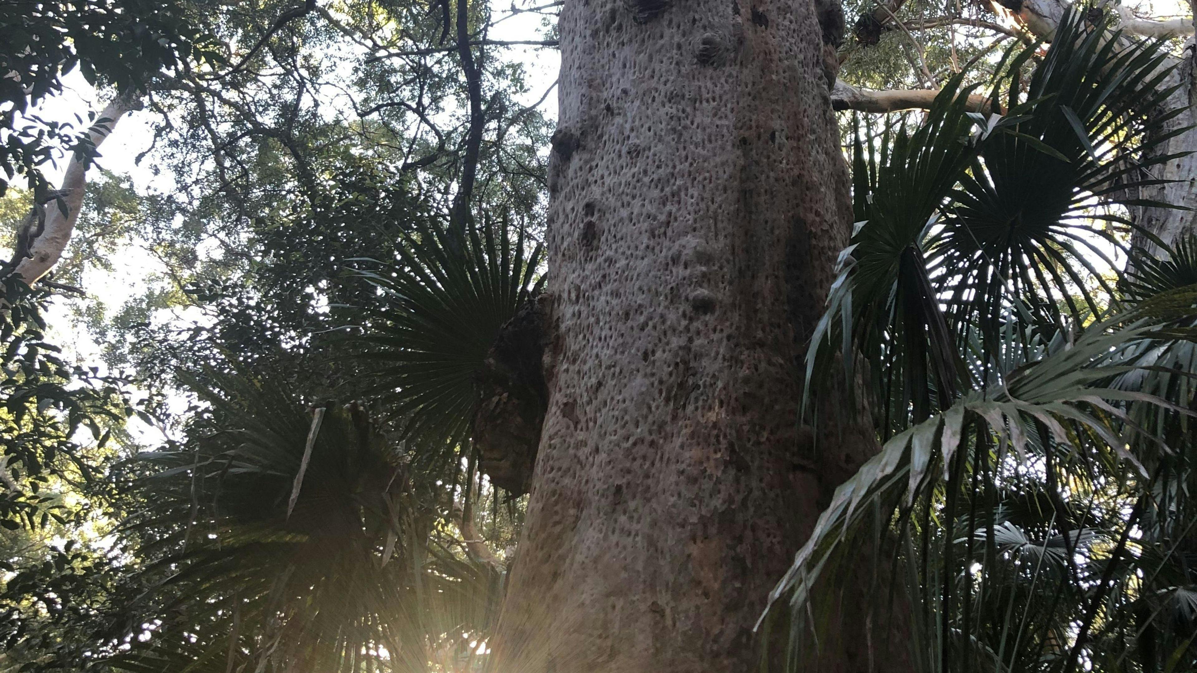 우뚝 솟은 숲 캐노피