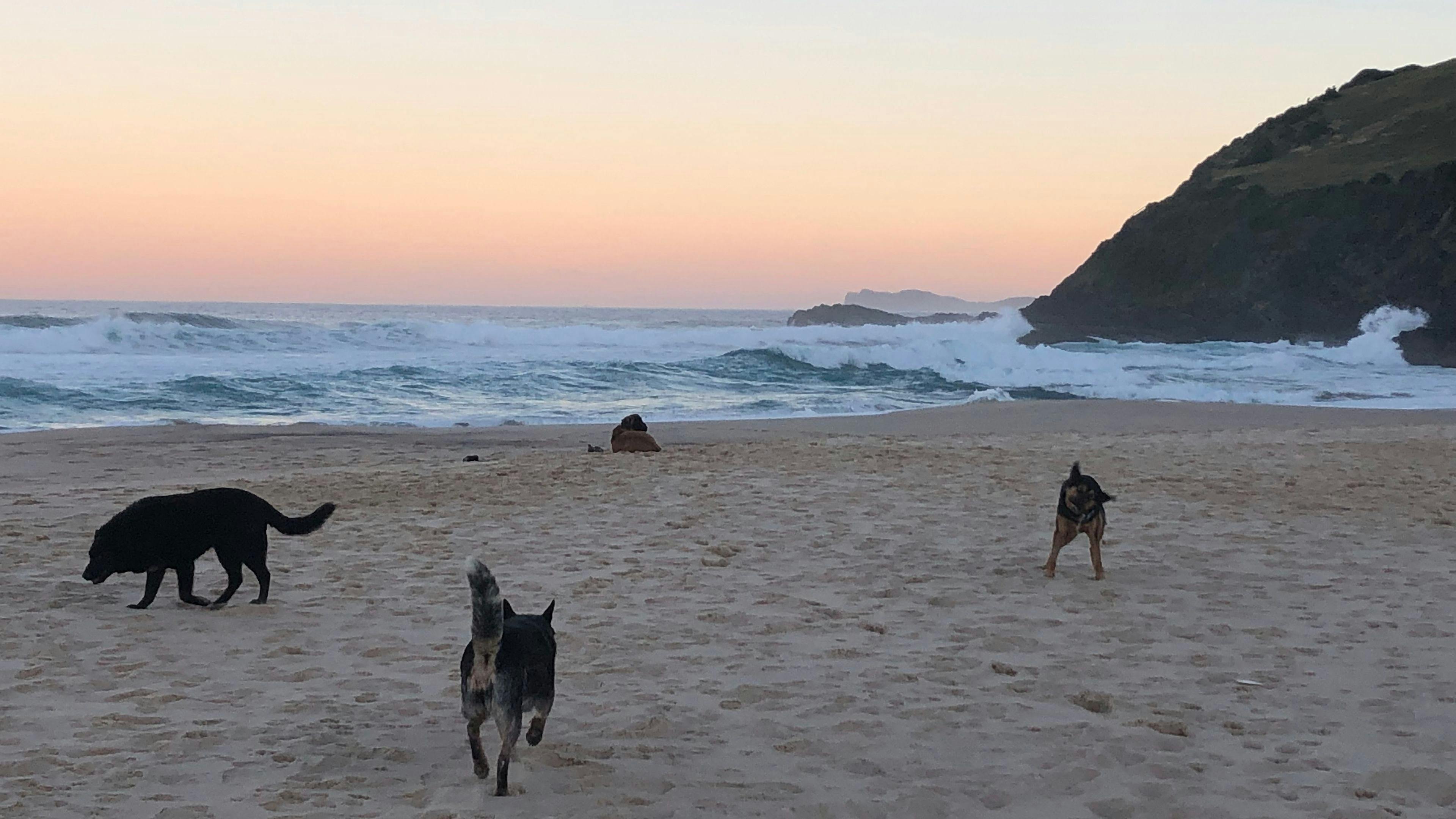 반려견 동반 가능 블루이스 비치