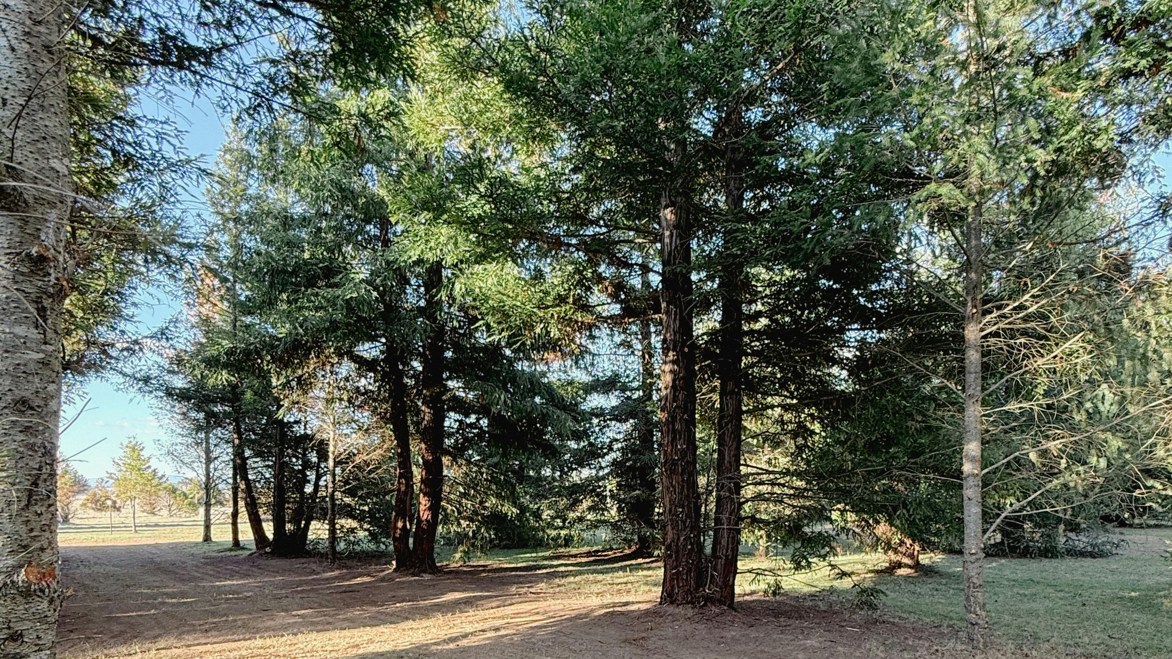 Sequoia Retreat at Rock Abbey Gardens