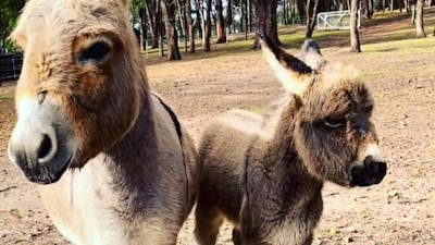 Miniature Donkey Farm Stay