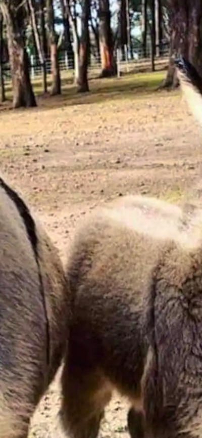 Miniature Donkey Farm Stay