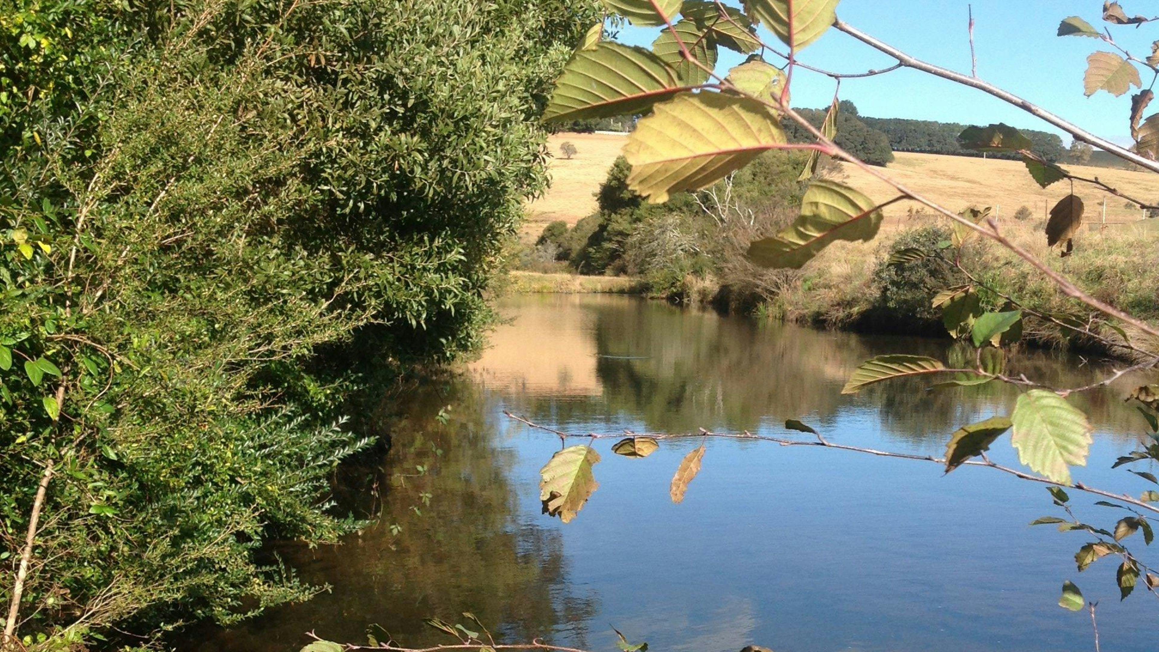 Peaceful river, trout rising..