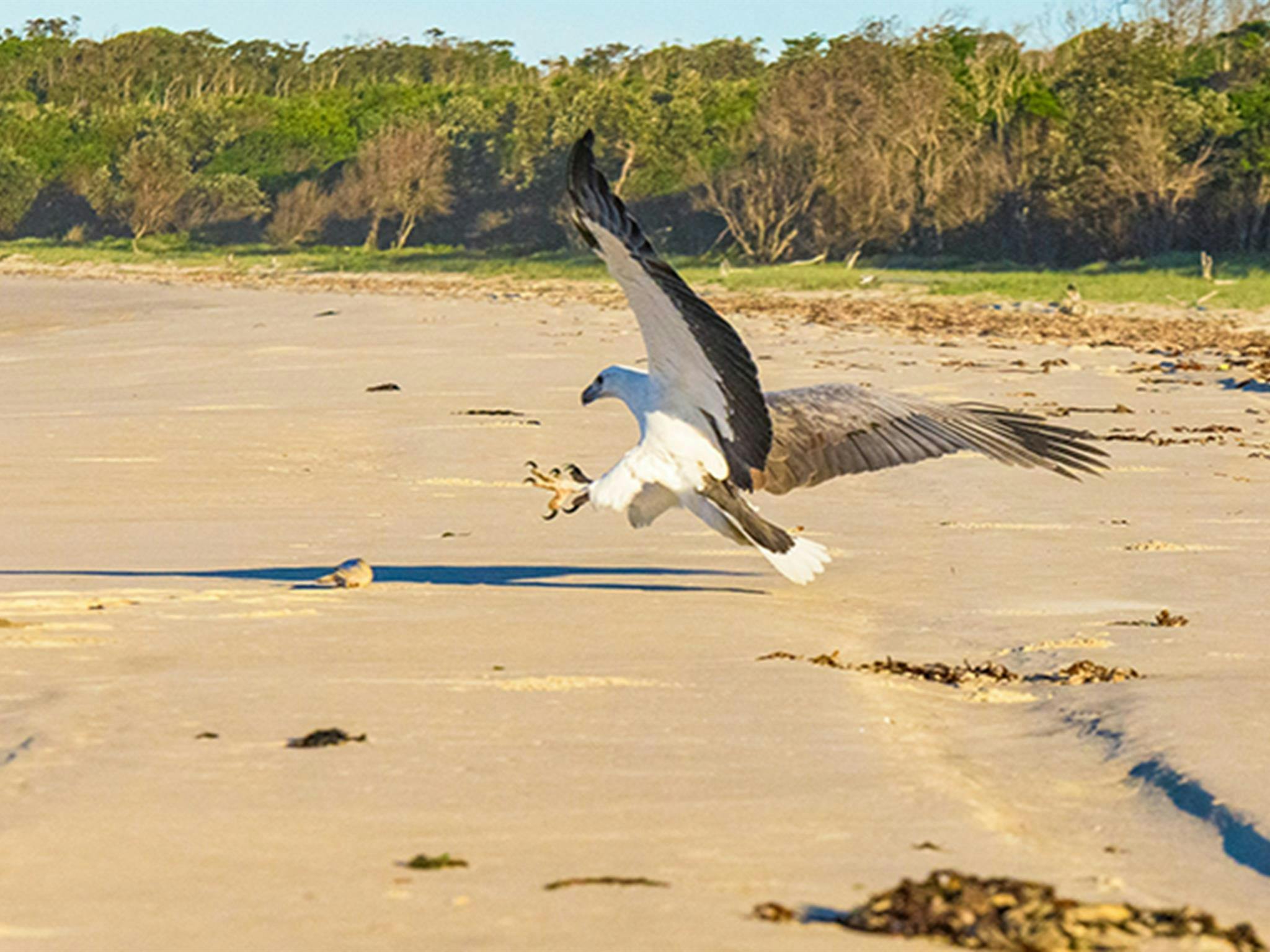 Sea eagle swooping to catch prey on Shark Bay beach. Photo: Jessica Robertson/OEH.