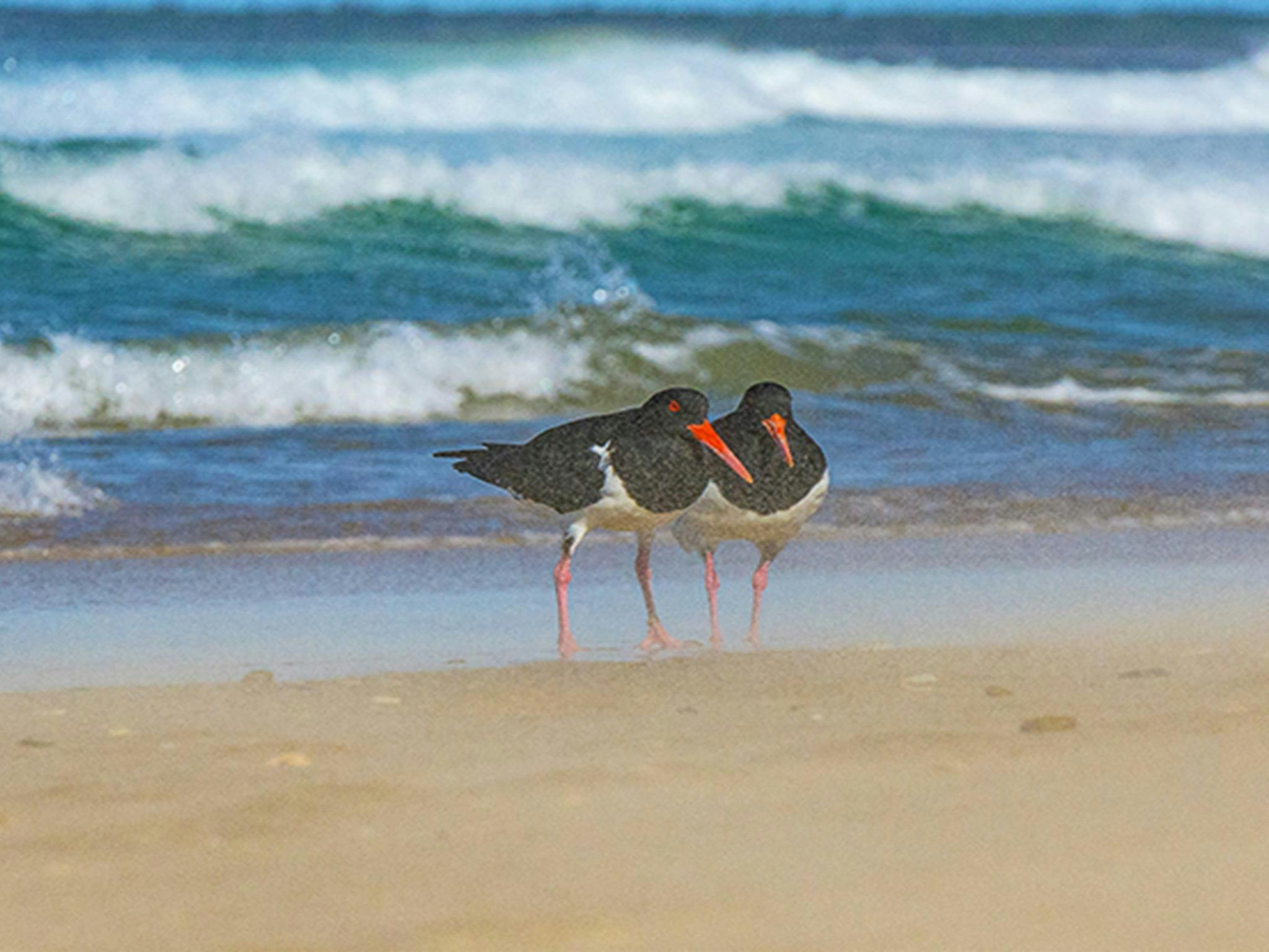 2 pied oystercatchers stand near the surf on Shark Bay beach. Photo: Jessica Robertson/OEH.