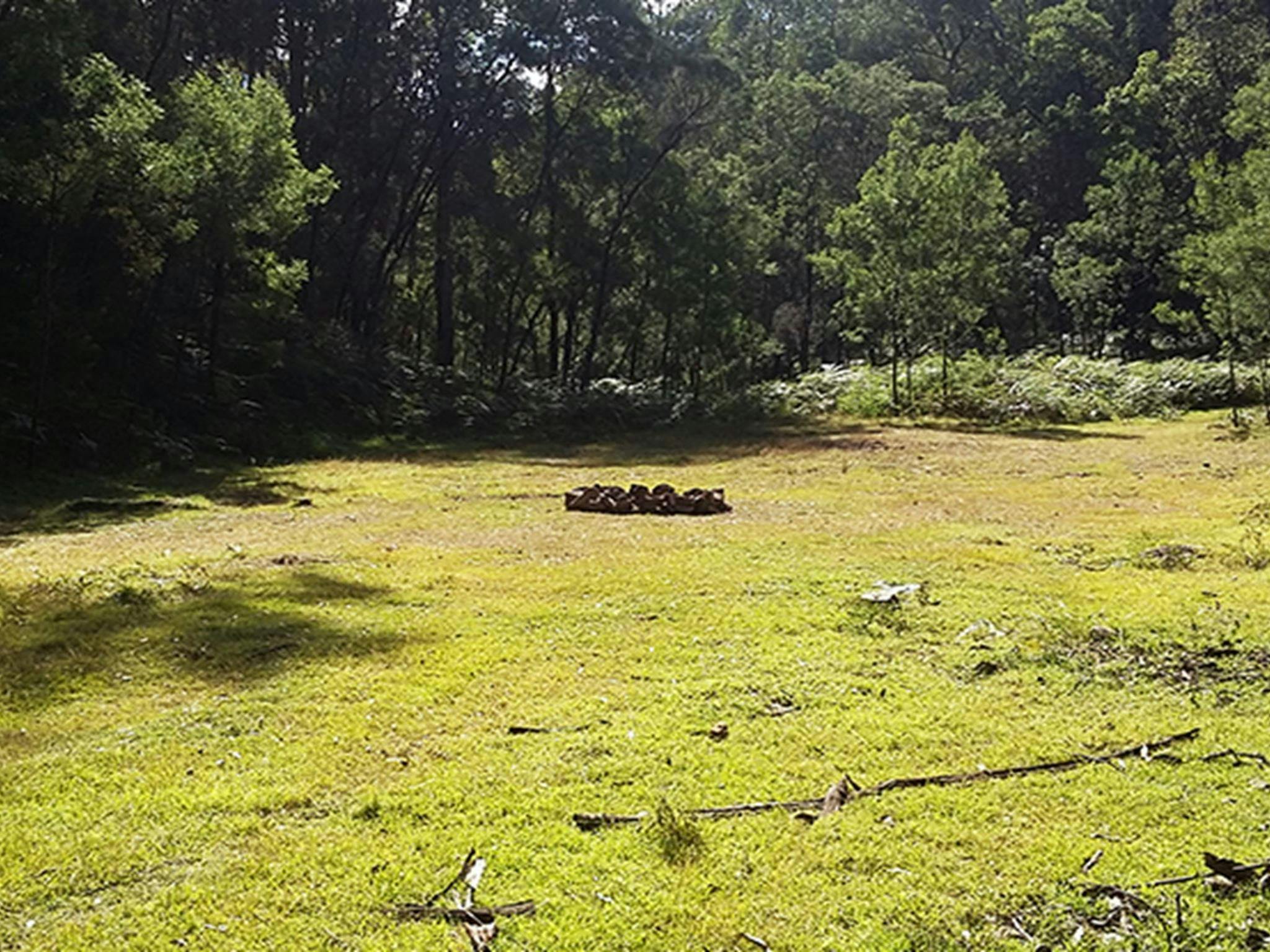Flat, grassy camping area surrounded by forest in Wollemi National Park. Photo: Shayne Forty/OEH