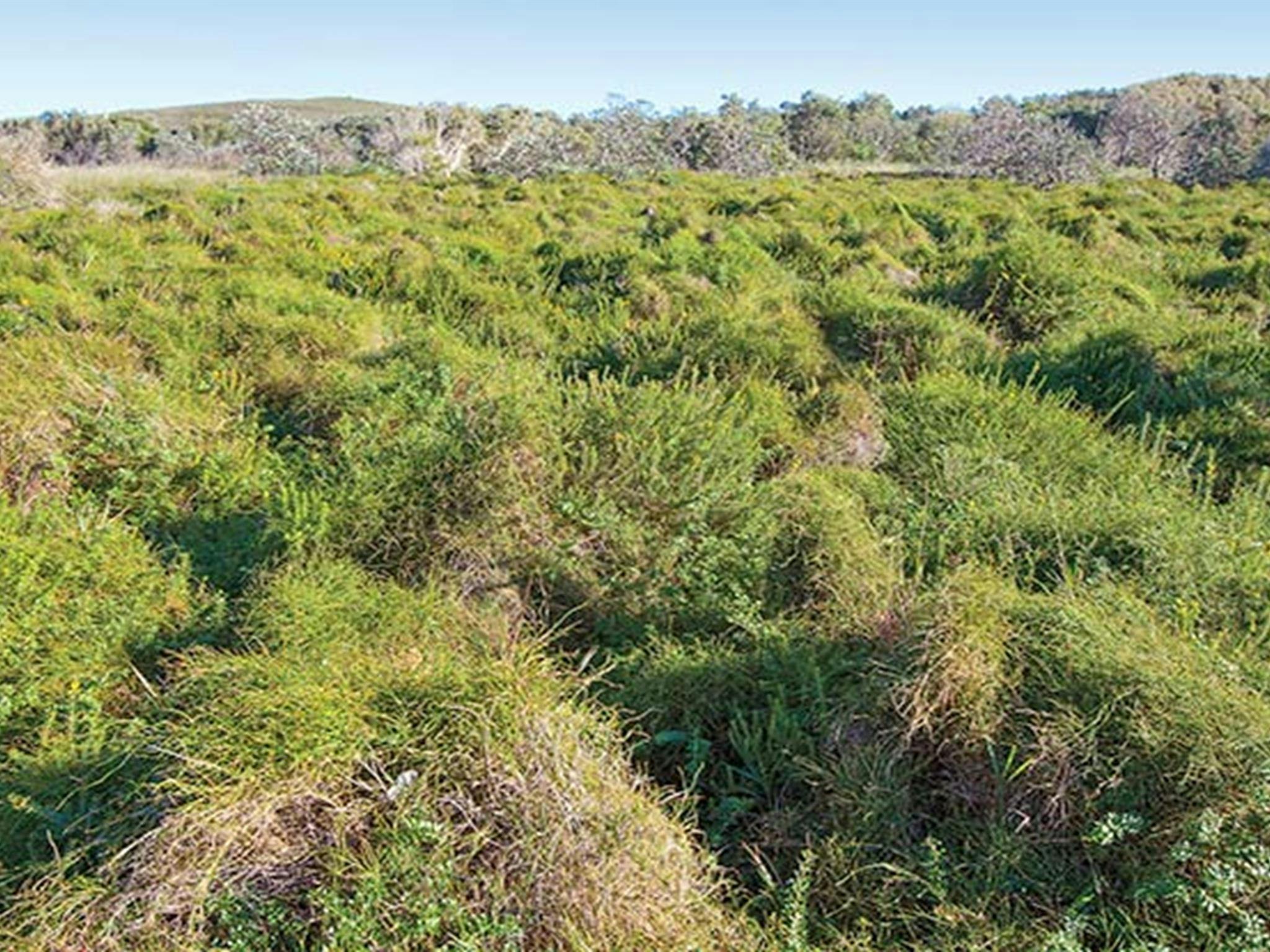 Shelley Head campground, Yuraygir National Park. Photo: Rob Cleary/NSW Government