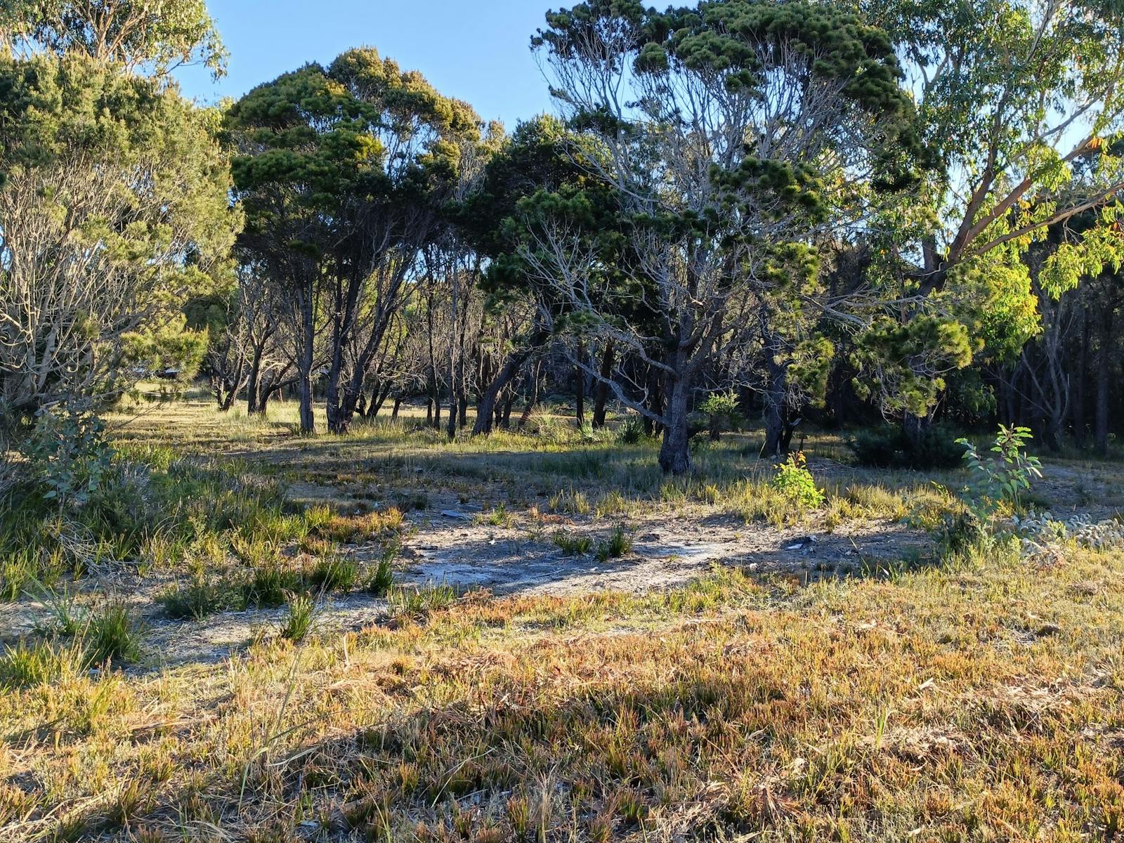 Sheoak Woodland By The Sea