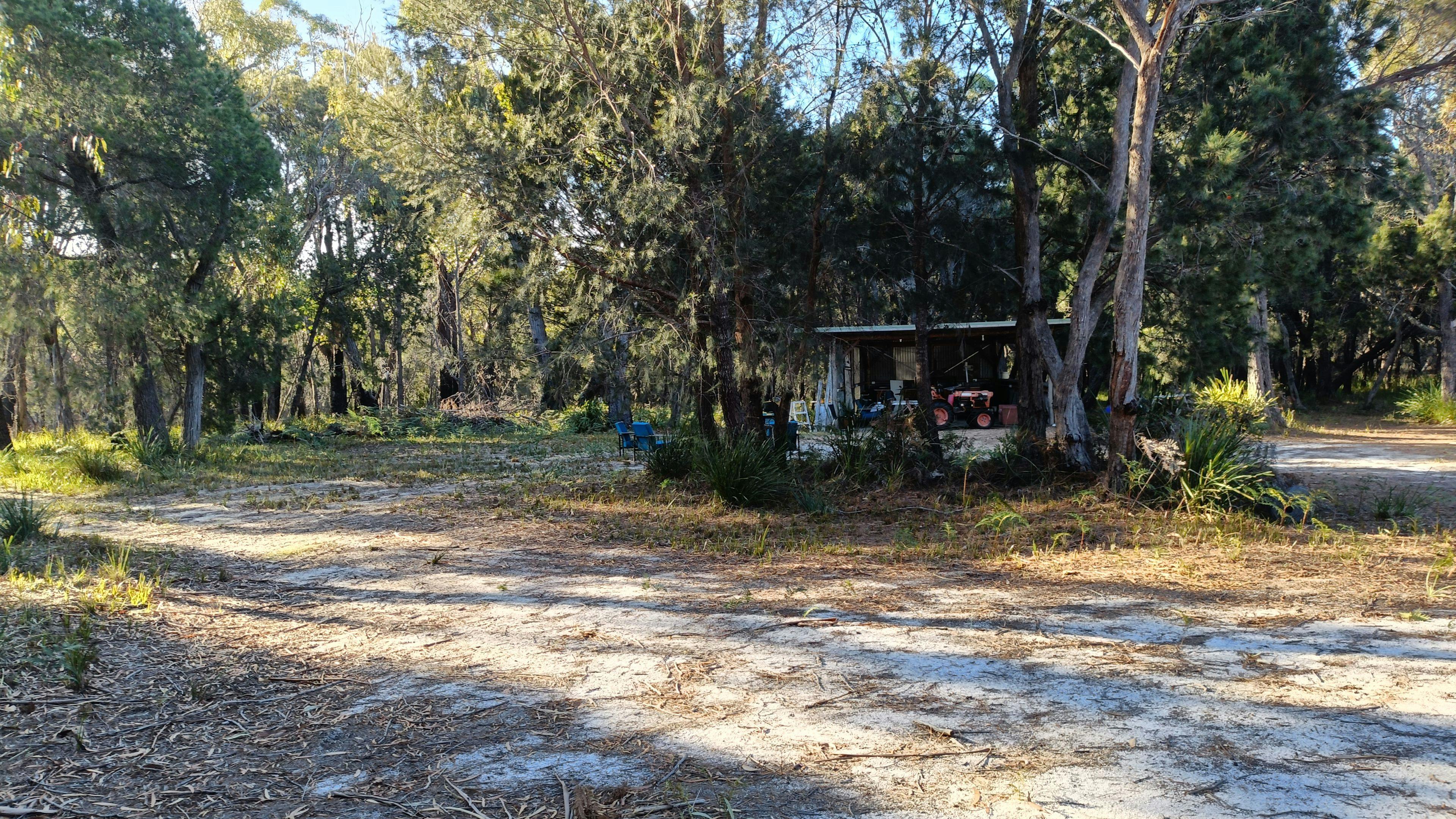 Sheoak Woodland By The Sea