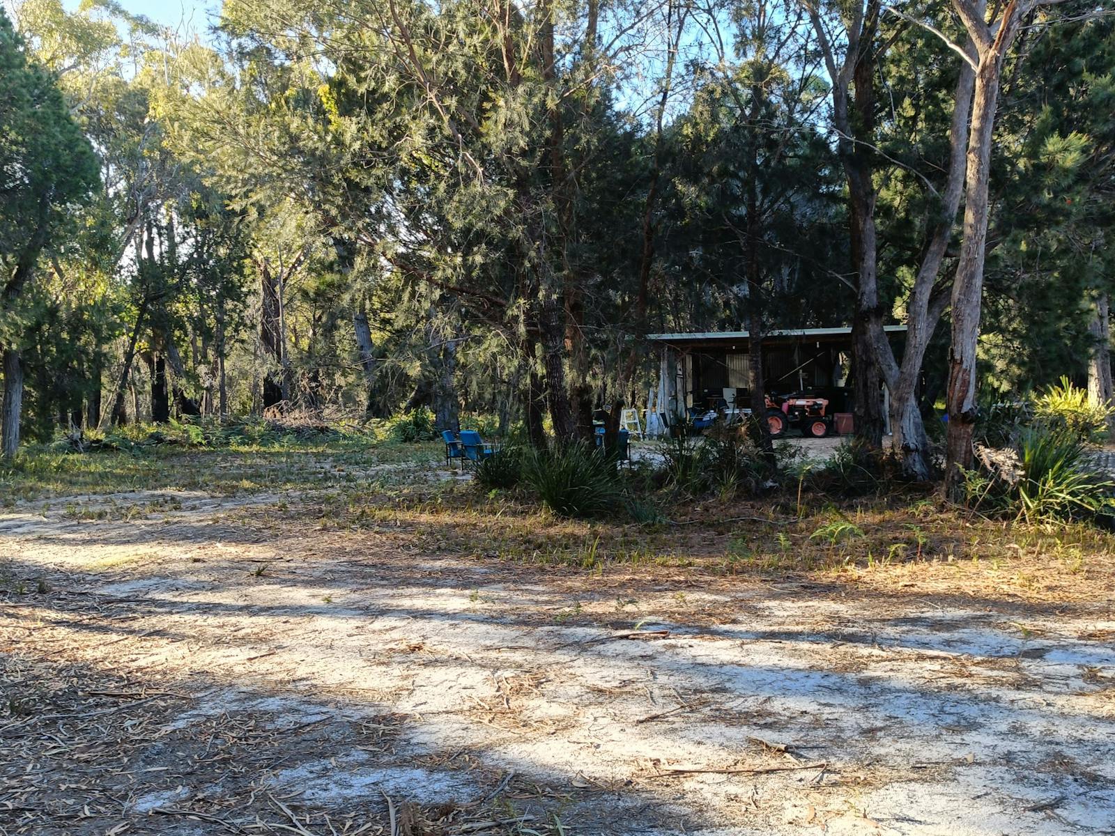 Sheoak Woodland By The Sea