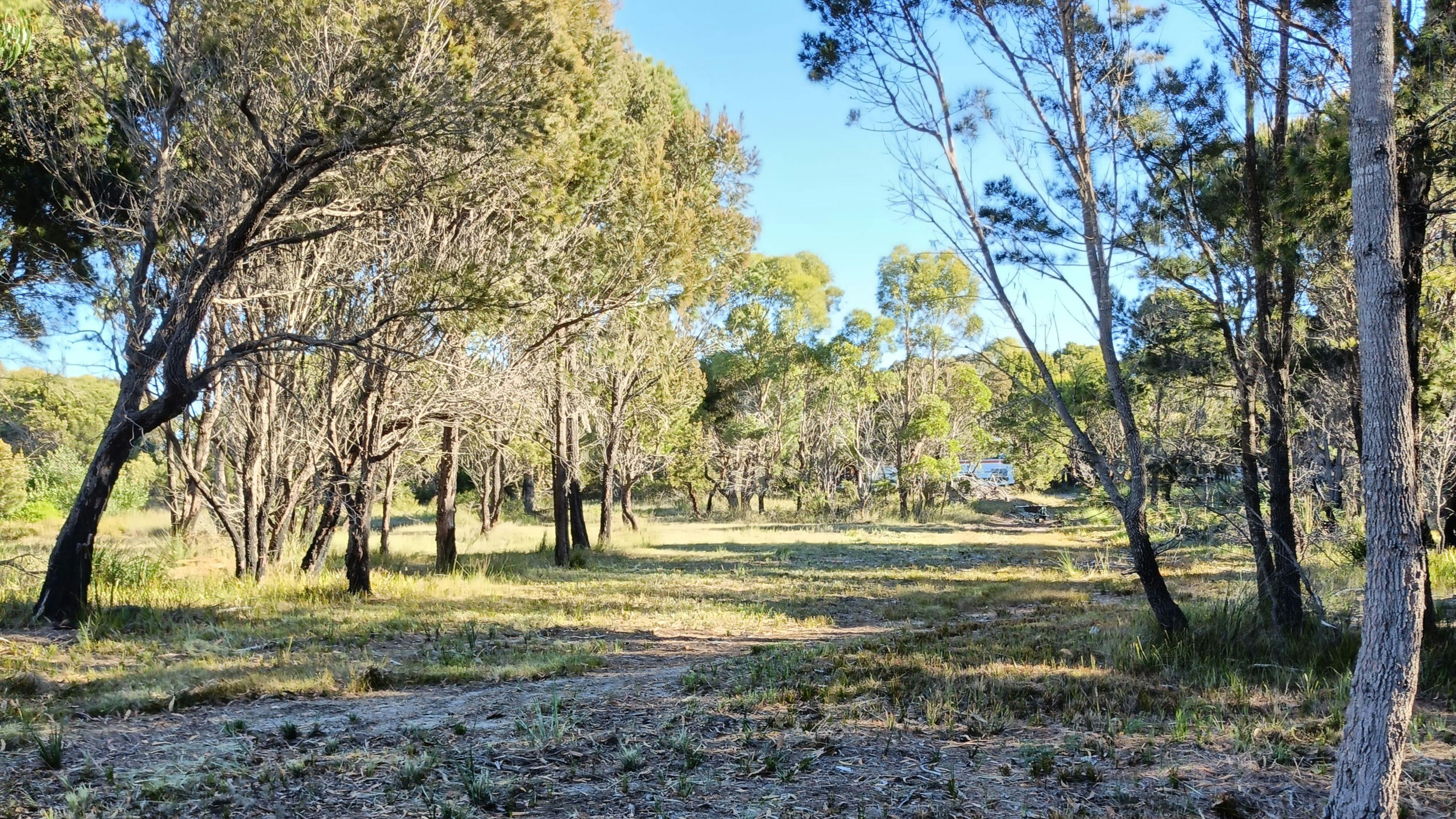 Sheoak Woodland By The Sea