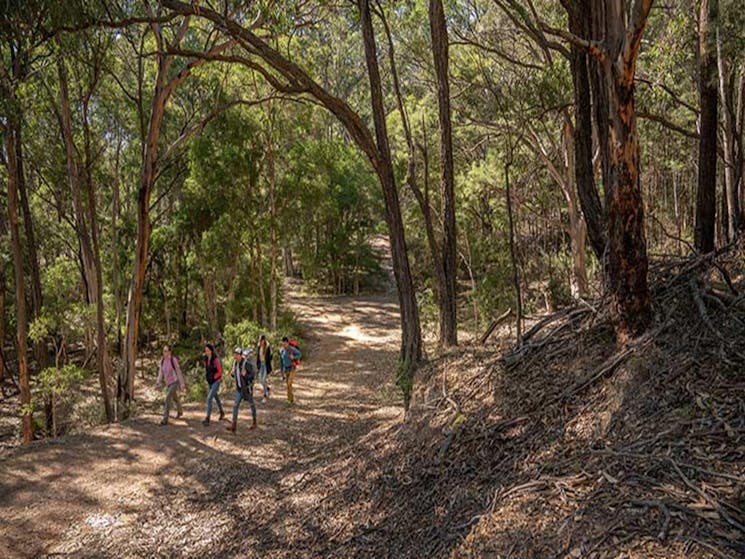 A group of friends walking along Silver Peak Mine track in Yerranderie Regional Park. Photo: John