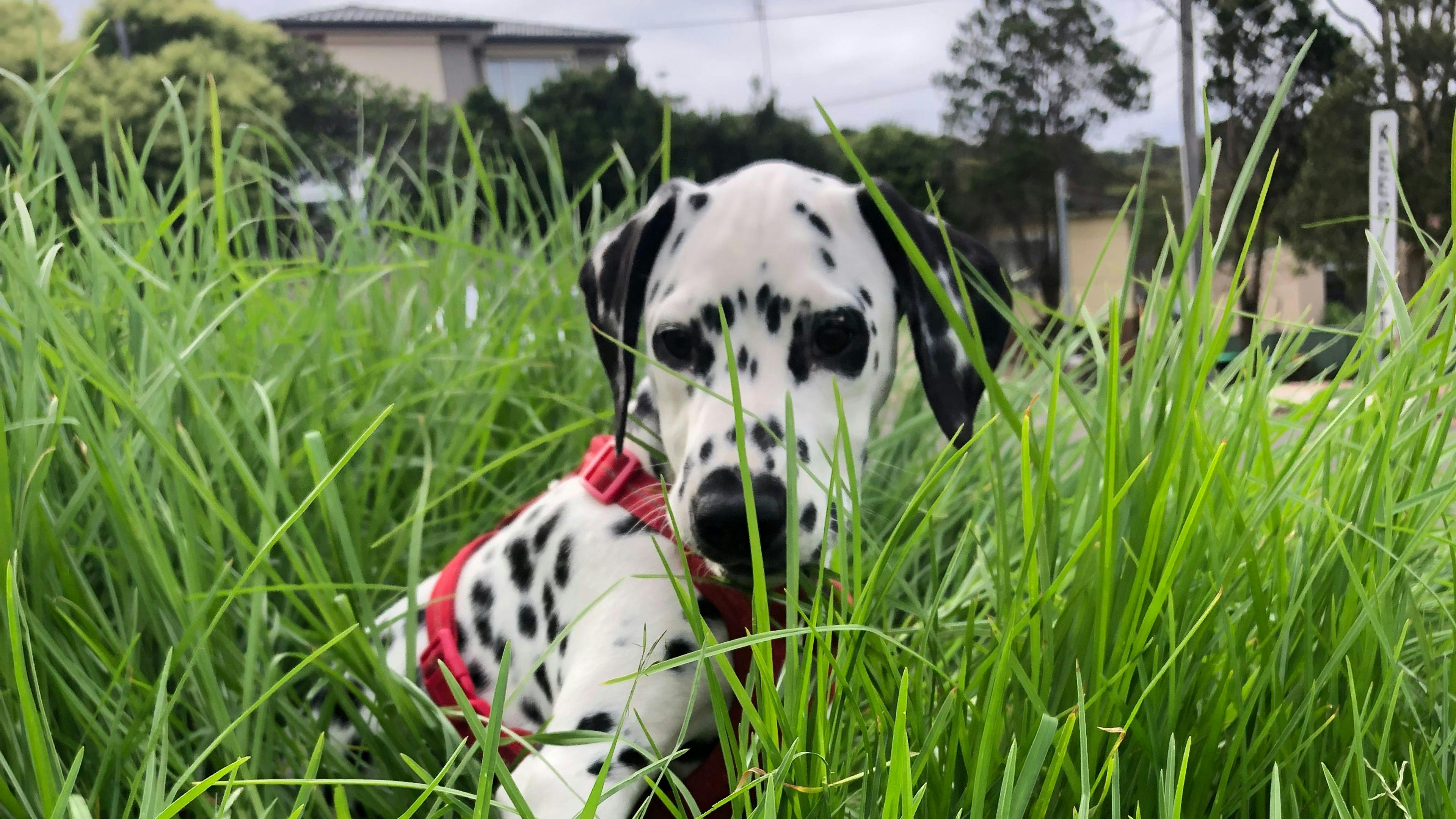 Silverview Escapes Tinbeerwah
